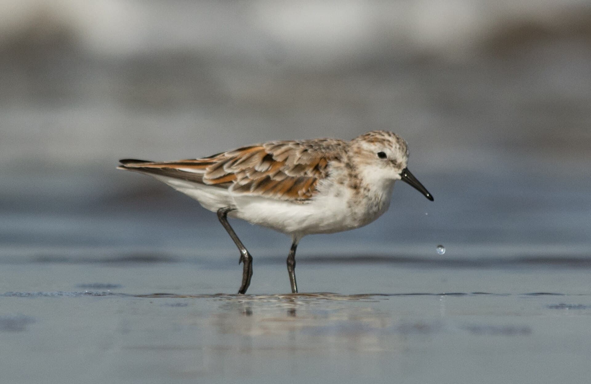 Kleine Strandloper (Calidris minuta) - Little Stint Calidris minuta in breeding plumage by Vedant Kasambe 02