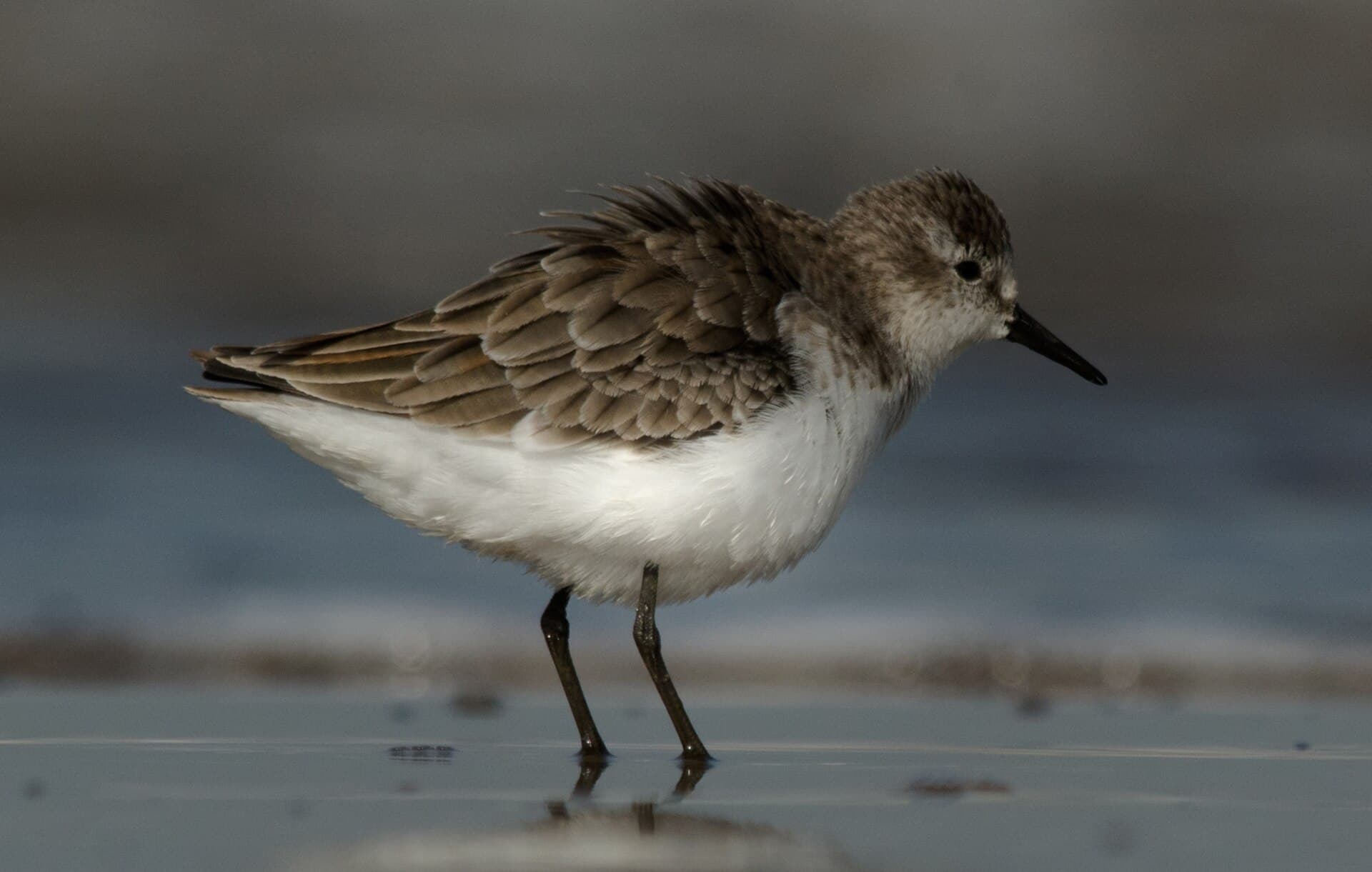 Kleine Strandloper (Calidris minuta) - Little Stint Calidris minuta in non-breeding plumage by Vedant Kasambe