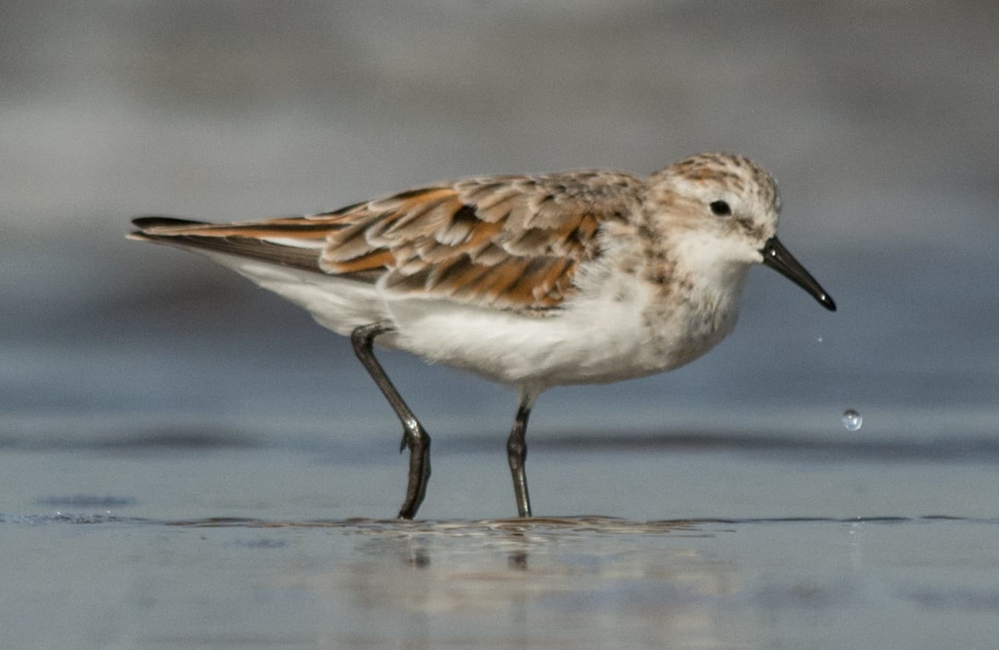 Kleine Strandloper (Calidris minuta) - Little Stint Calidris minuta by Vedant Kasambe 01
