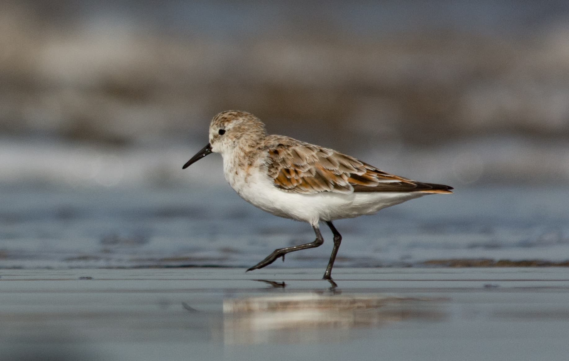 Kleine Strandloper (Calidris minuta) - Little Stint Calidris minuta in breeding plumage by Vedant Kasambe 03