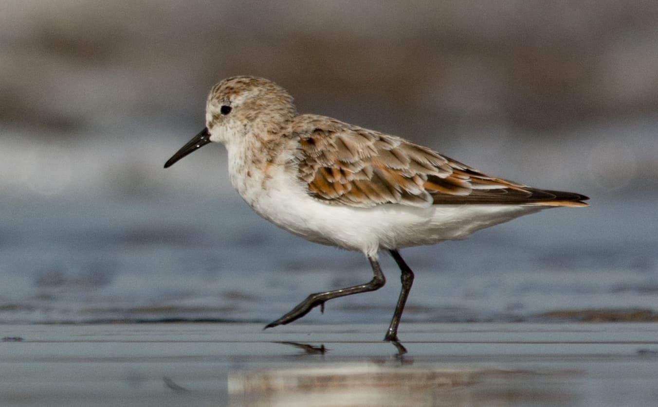 Kleine Strandloper (Calidris minuta) - Little Stint Calidris minuta in breeding plumage by Vedant Kasambe 04