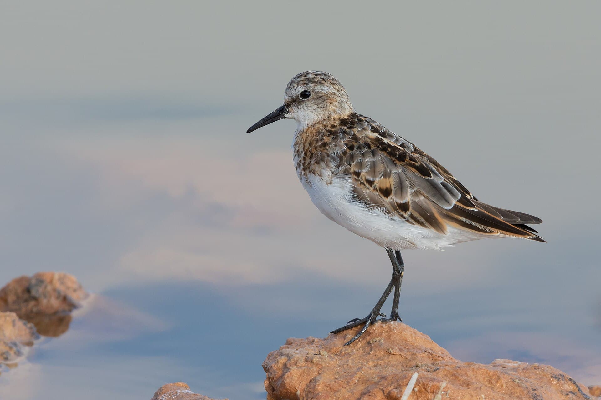 Kleine Strandloper (Calidris minuta) - Bécasseau minute Thyna007
