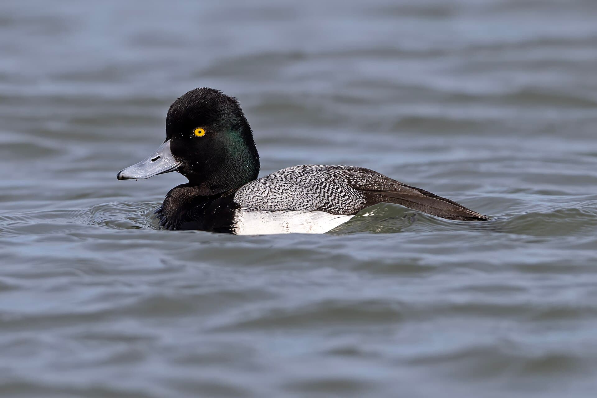 Kleine toppereend (Aythya affinis) - Drake Lesser Scaup (Aythya affinis) Barengat Inlet, New Jersey, USA