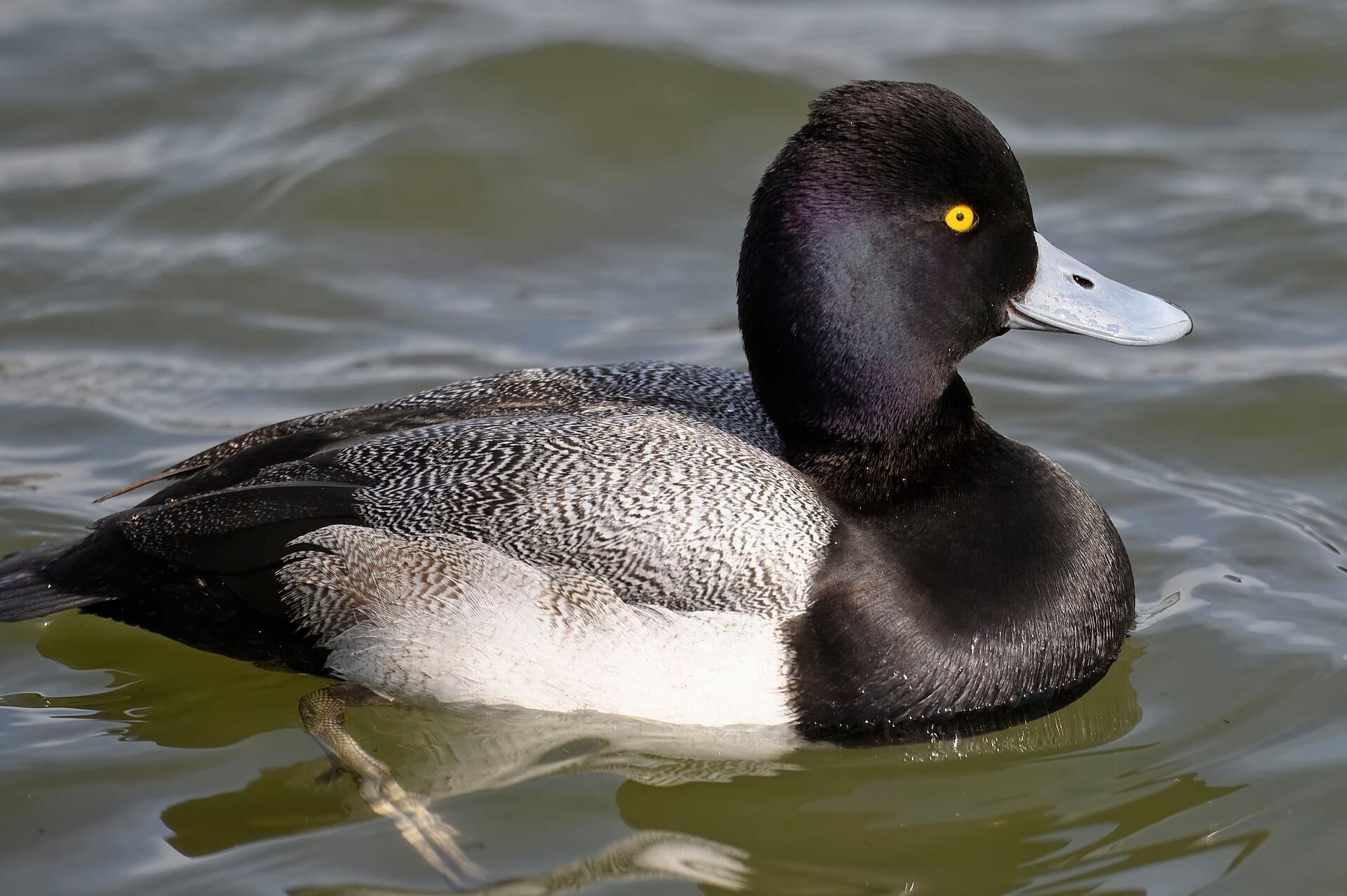 Kleine toppereend (Aythya affinis) - Lesser scaup oakley street 2.2.25 DSC 3801-topaz-rawdenoise