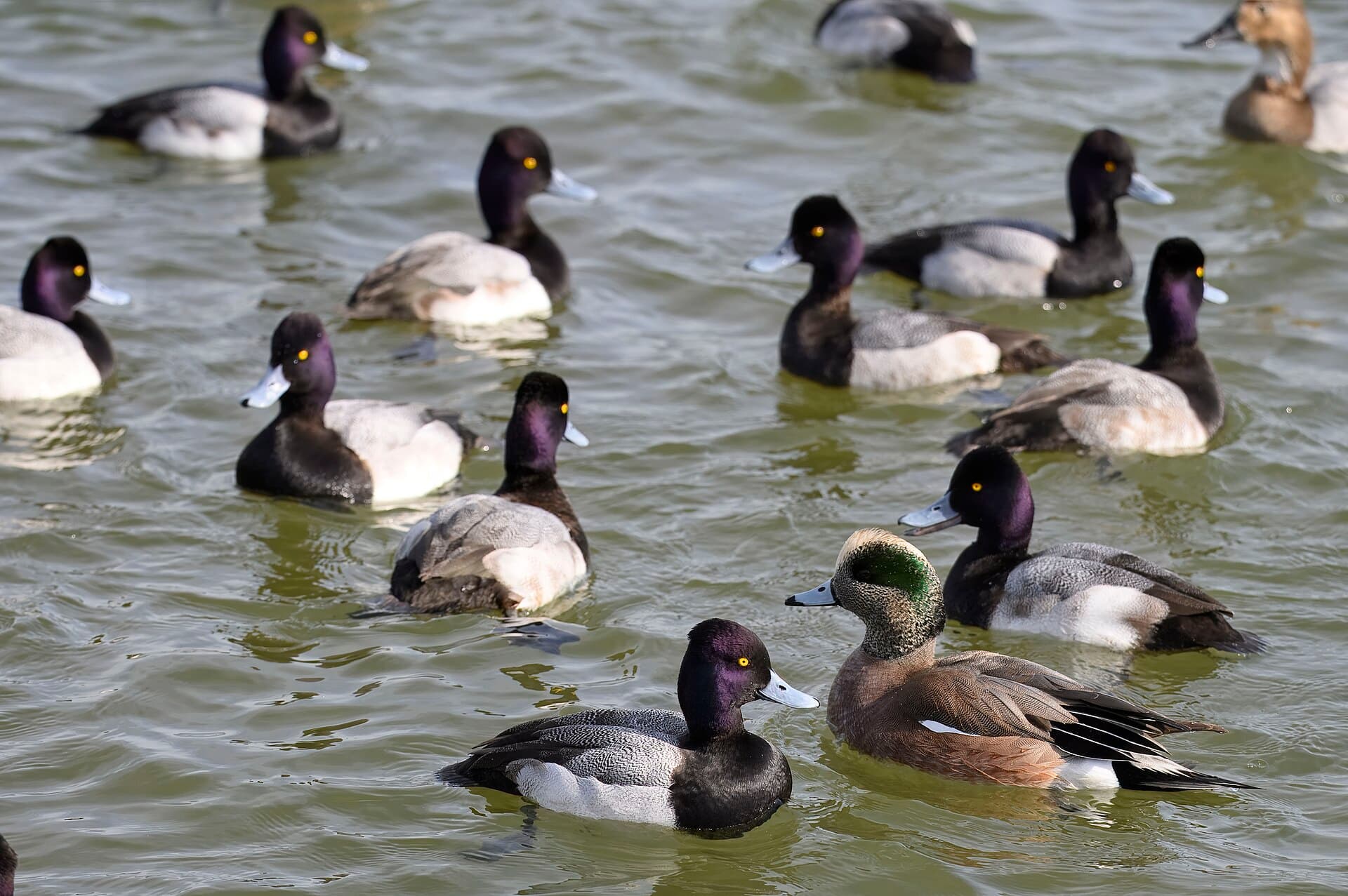 Kleine toppereend (Aythya affinis) - Lesser scaup oakley street 2.2.25 DSC 3824-topaz-rawdenoise