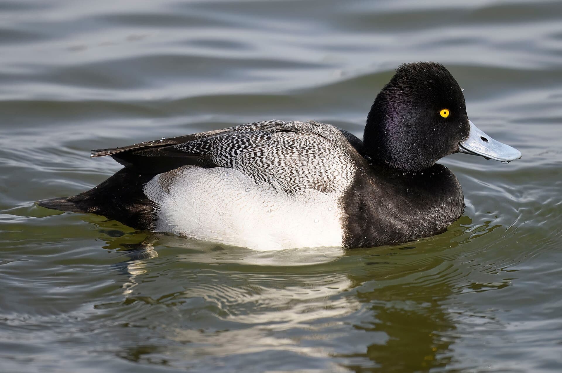 Kleine toppereend (Aythya affinis) - Lesser scaup oakley street 2.2.25 DSC 3955-topaz-rawdenoise