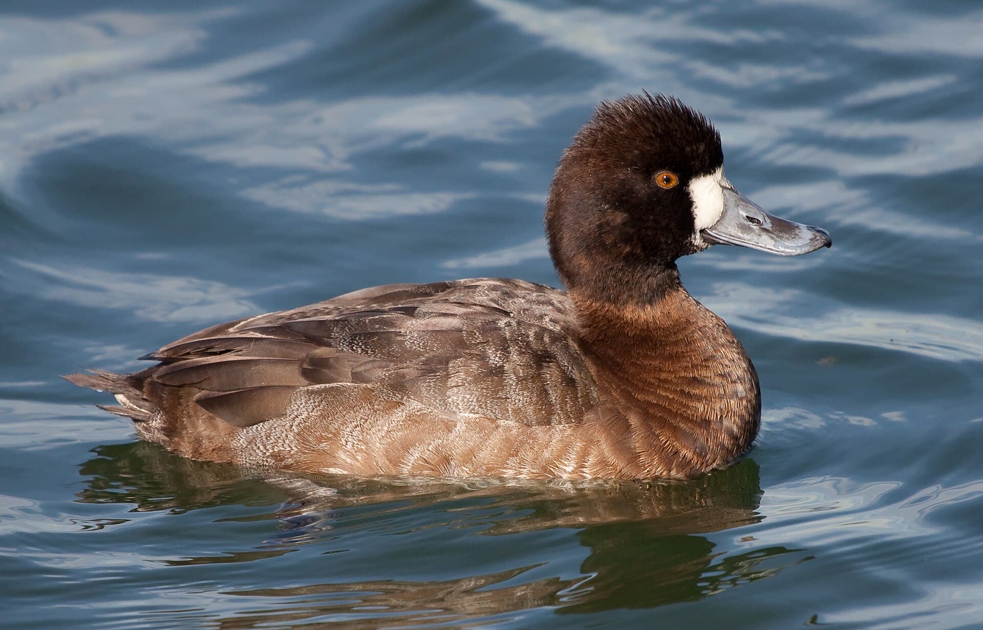 Kleine toppereend (Aythya affinis) - Aythya affinis