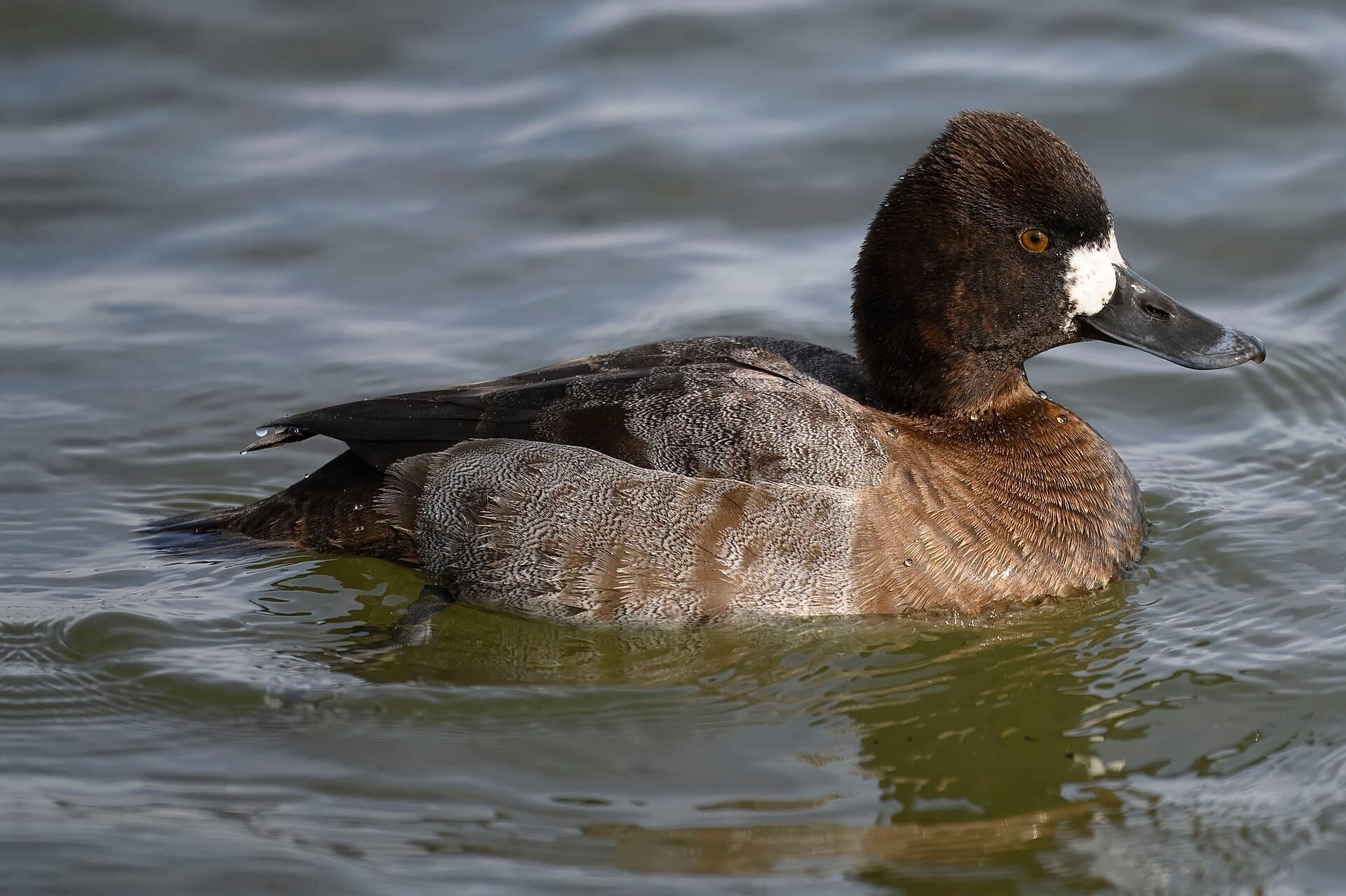 Kleine toppereend (Aythya affinis) - Lesser scaup oakley street 2.2.25 DSC 3783-topaz-rawdenoise
