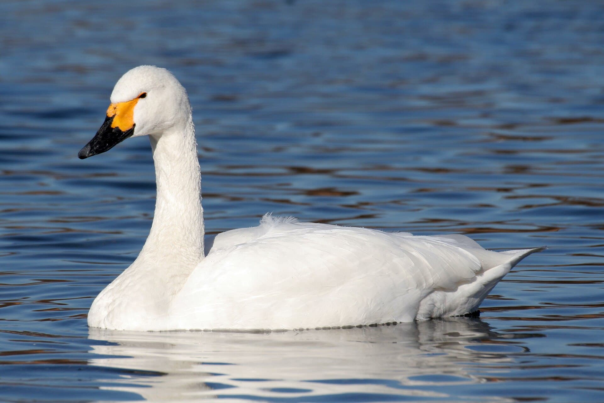 Kleine Zwaan (Cygnus columbianus) - Cygnus bewickii 01