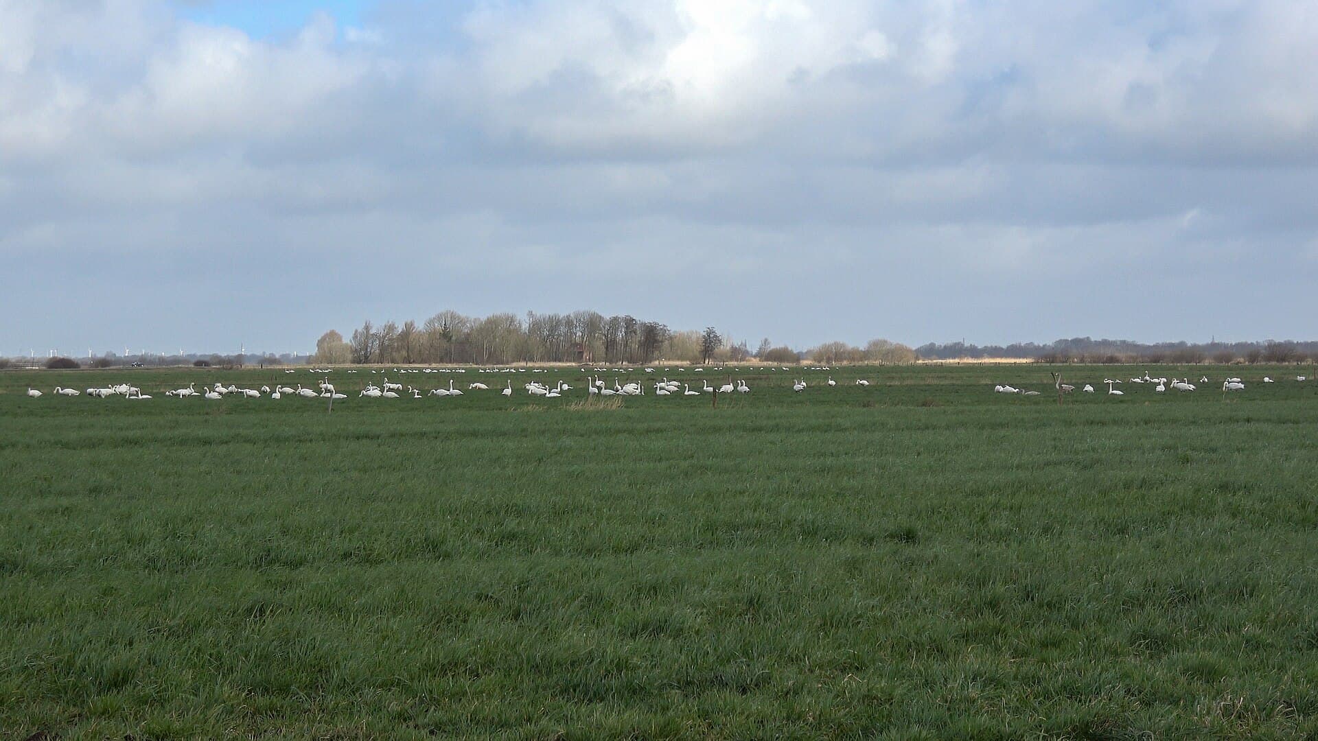 Kleine Zwaan (Cygnus columbianus) - FFH-Gebiet Gräben der nörlichen Alten Sorge 03 (2 von 7)