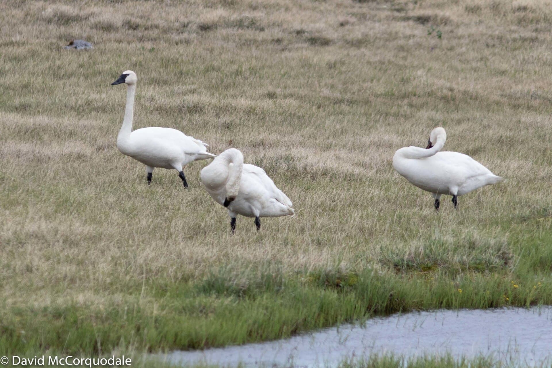 Kleine Zwaan (Cygnus columbianus) - Tundra Swan imported from iNaturalist photo 45417472 on 1 January 2024