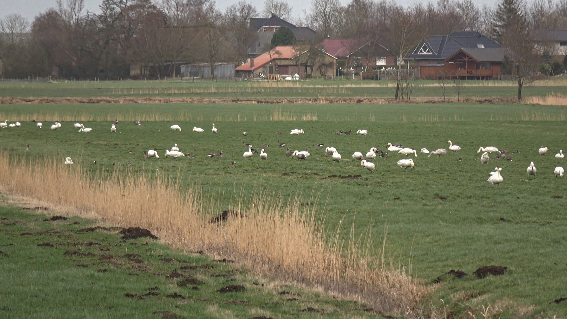 Kleine Zwaan (Cygnus columbianus) - FFH-Teilgebiet NSG Dellstedter Birkwildmoor 03 (1 von 7)