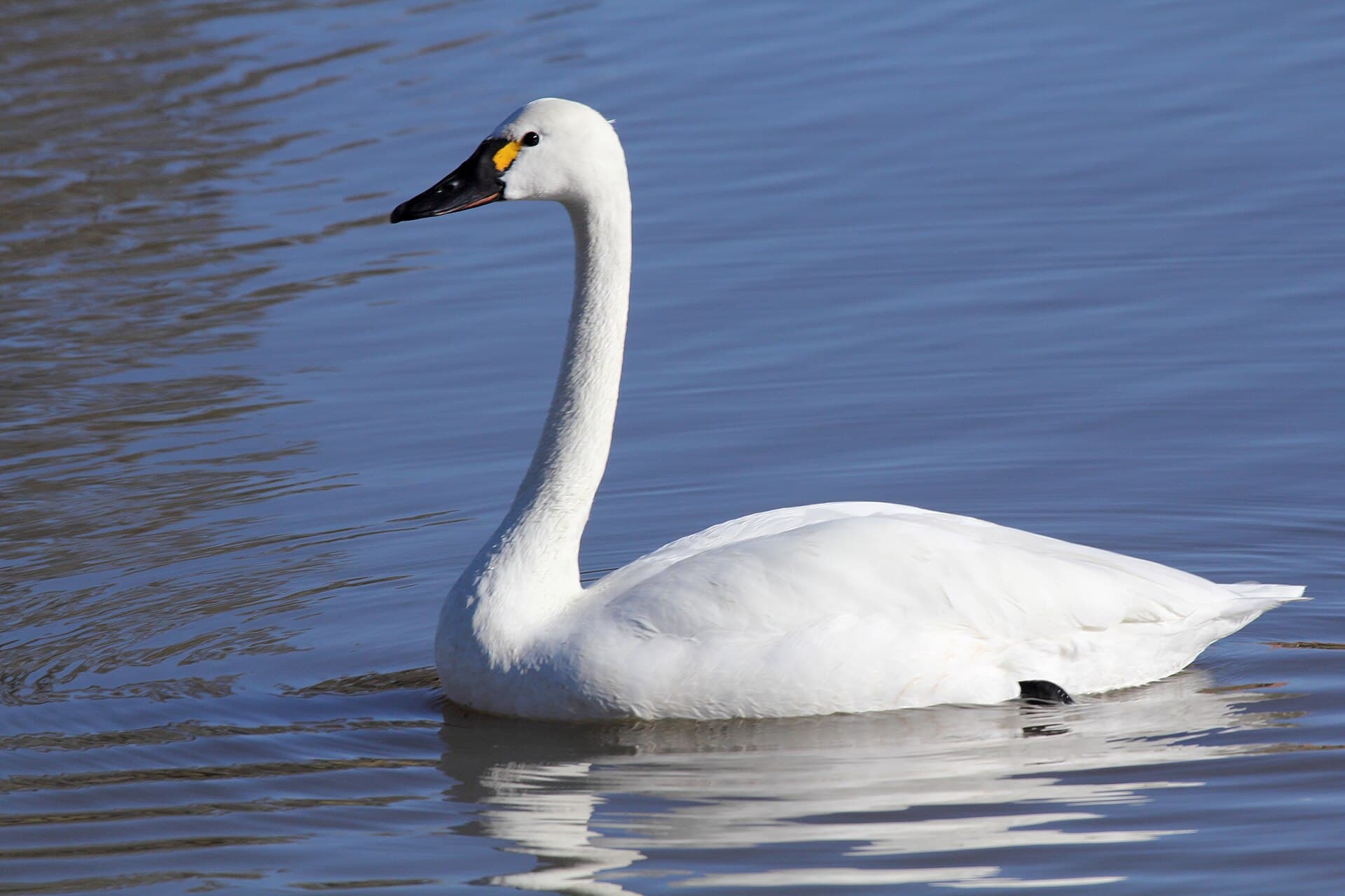 Kleine Zwaan (Cygnus columbianus) - Tundra Swan (Cygnus columbianus) (8571142484)