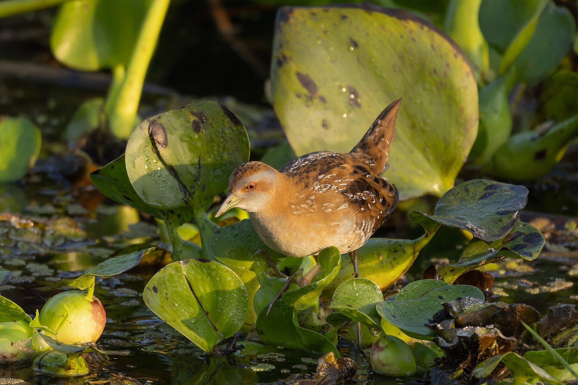 Kleinst Waterhoen (Porzana pusilla) - Baillon's Crake in Baruipur February 2024 by Tisha Mukherjee 02
