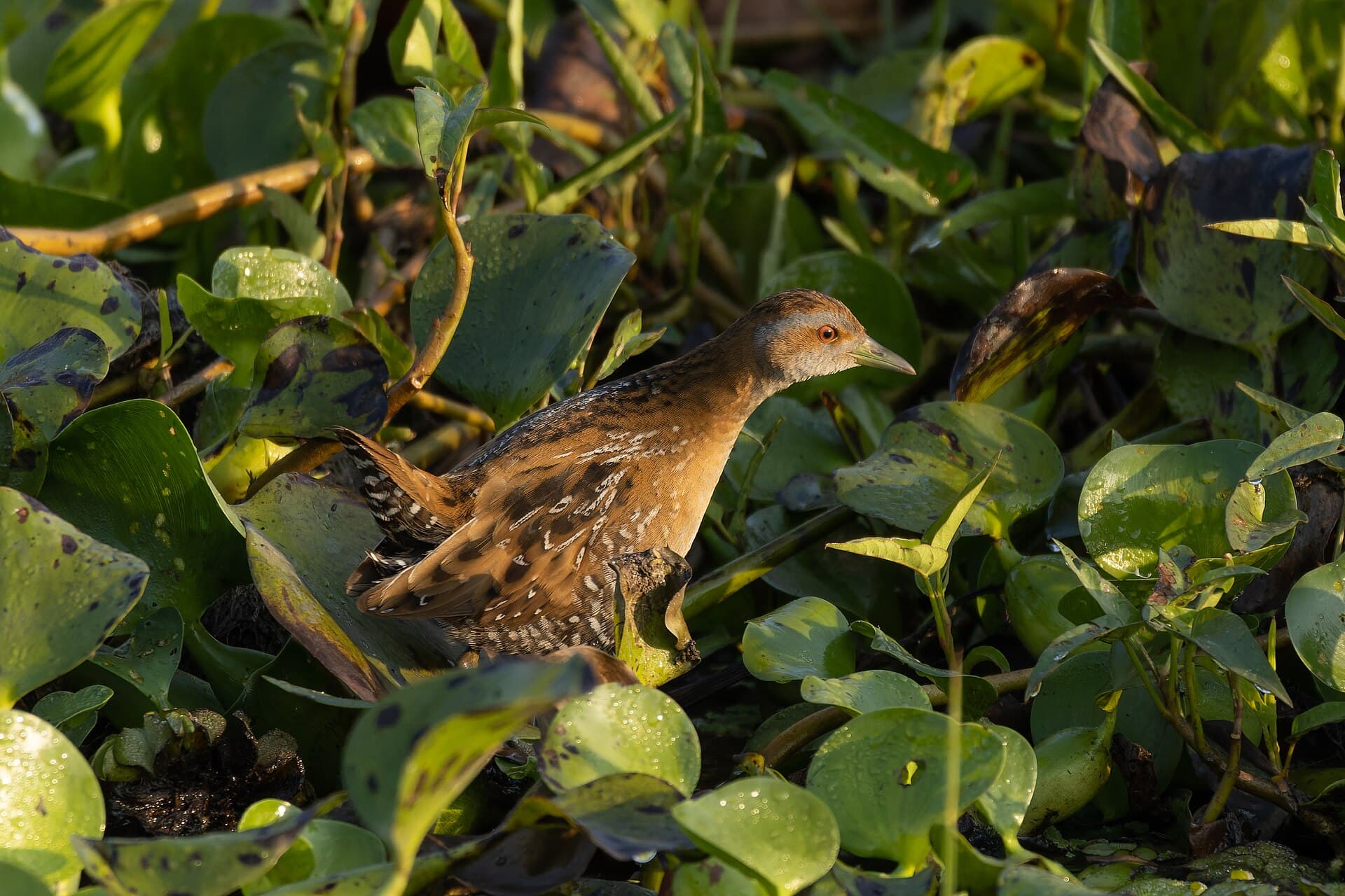 Kleinst Waterhoen (Porzana pusilla) - Baillon's Crake by Tisha Mukherjee 09