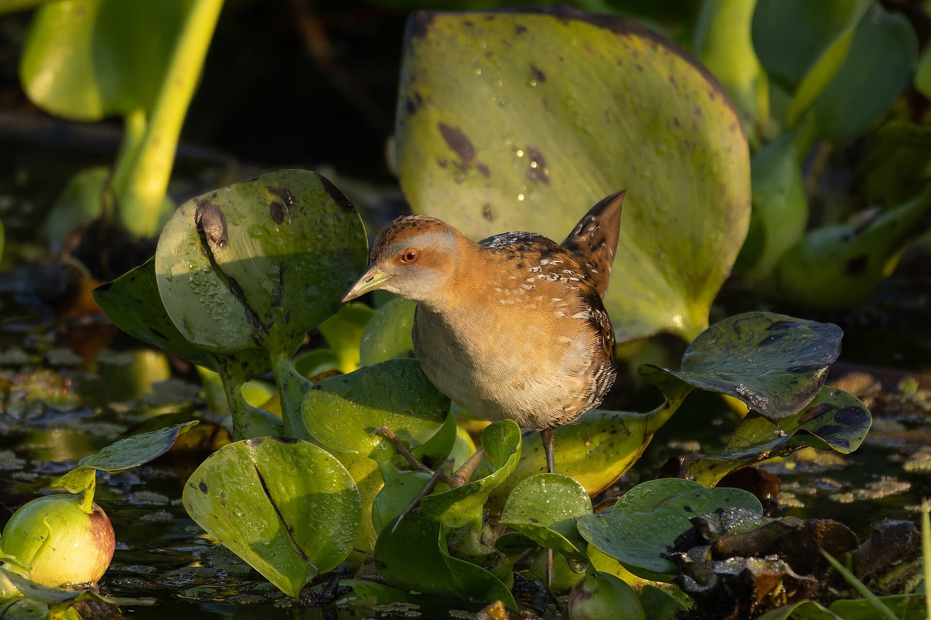 Kleinst Waterhoen (Porzana pusilla) - Baillon's Crake in Baruipur February 2024 by Tisha Mukherjee 01