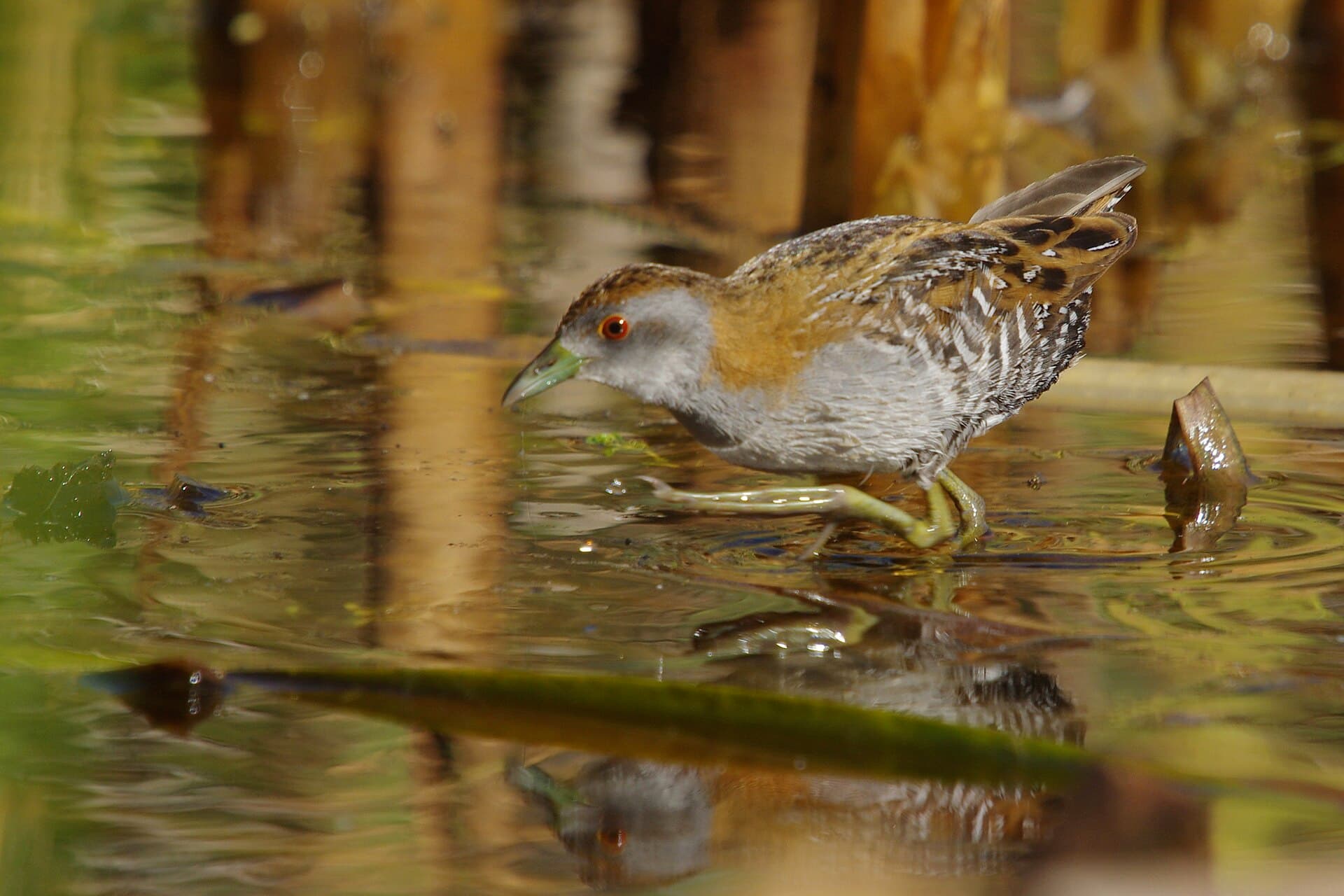 Kleinst Waterhoen (Porzana pusilla) - Baillon's Crake - Beeliar