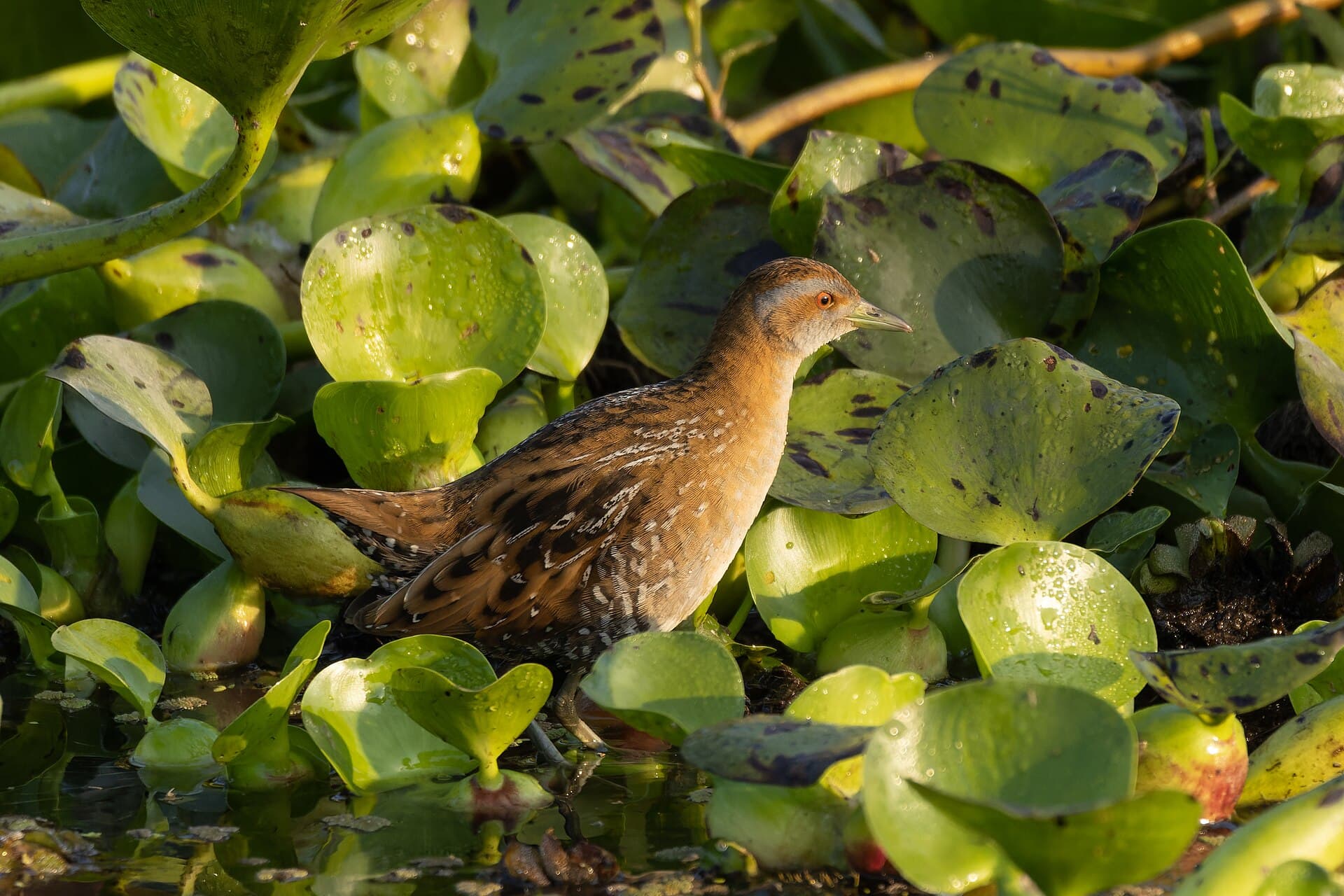 Kleinst Waterhoen (Porzana pusilla) - Baillon's Crake in Baruipur February 2024 by Tisha Mukherjee 03