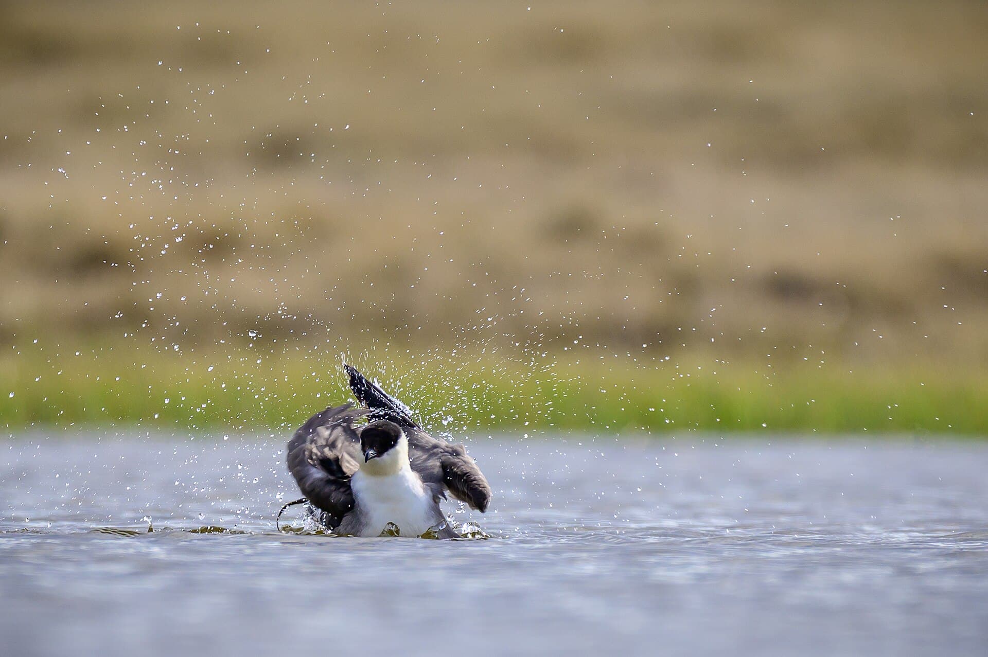 Kleinste Jager (Stercorarius longicaudus) - Long-tailed jaeger in Aulavik 03