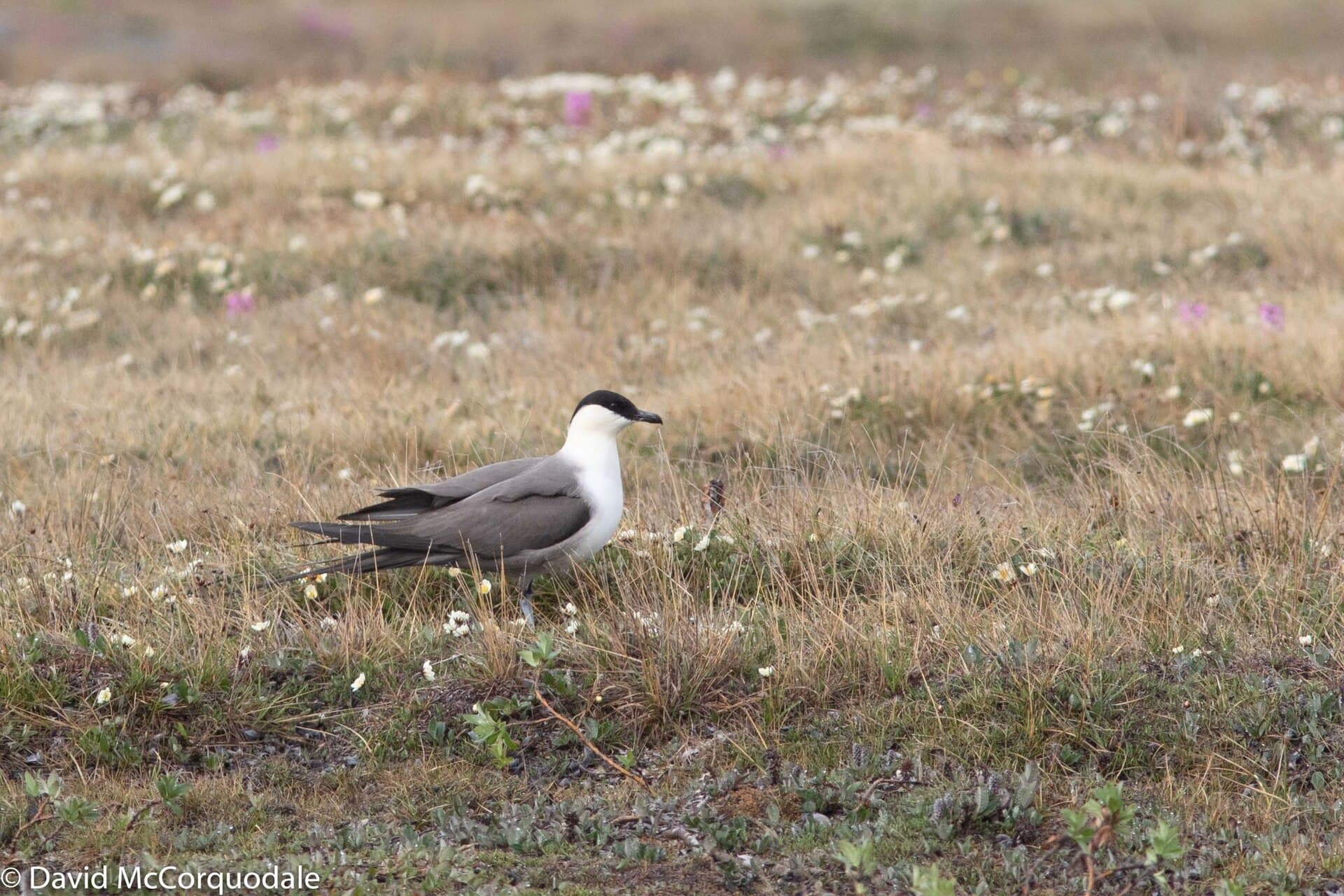 Kleinste Jager (Stercorarius longicaudus) - Long-tailed Jaeger imported from iNaturalist photo 45840825 on 1 January 2024