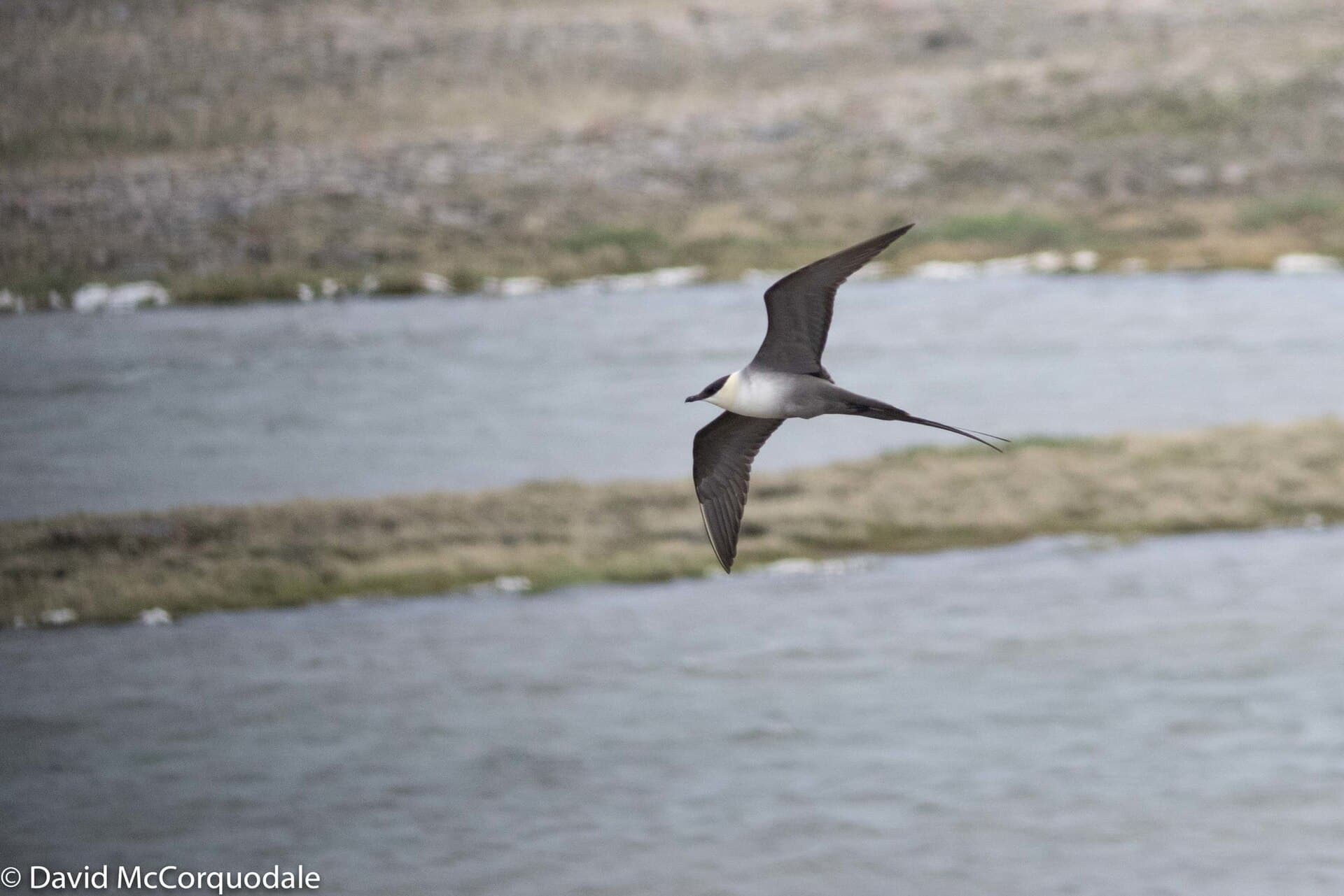 Kleinste Jager (Stercorarius longicaudus) - Long-tailed Jaeger imported from iNaturalist photo 45425309 on 1 January 2024