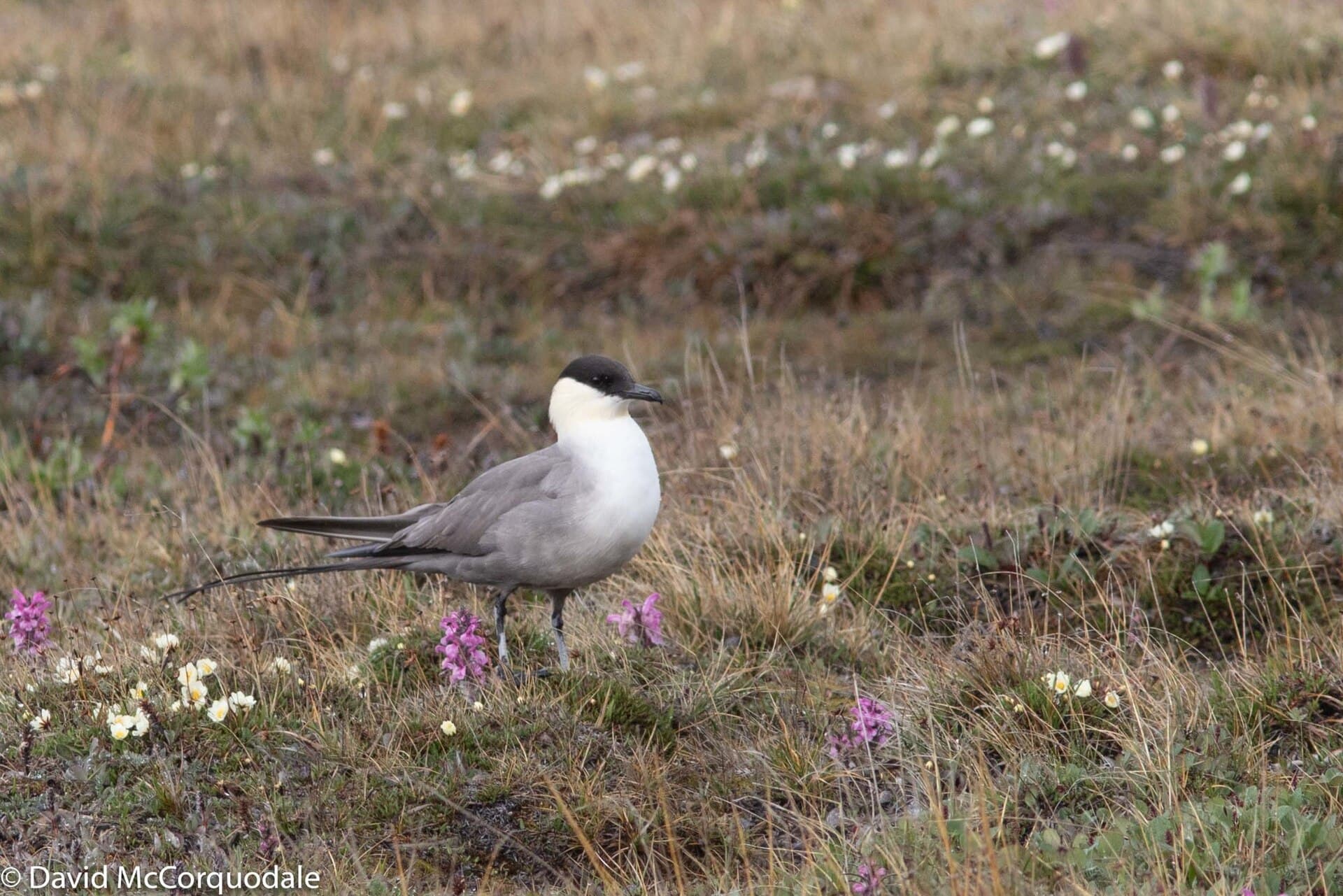 Kleinste Jager (Stercorarius longicaudus) - Long-tailed Jaeger imported from iNaturalist photo 45840817 on 1 January 2024