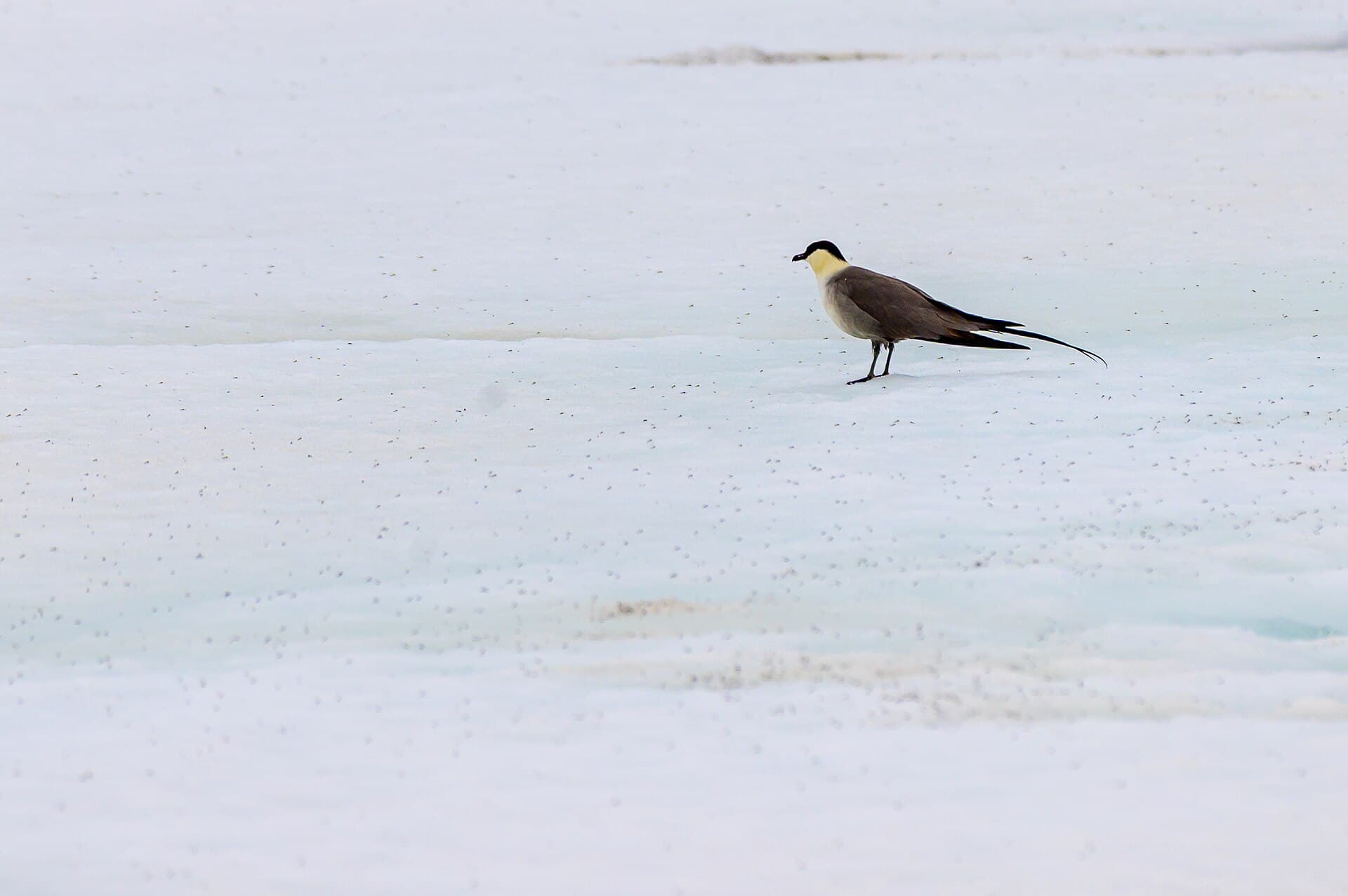 Kleinste Jager (Stercorarius longicaudus) - Long-tailed jaeger in Aulavik 05