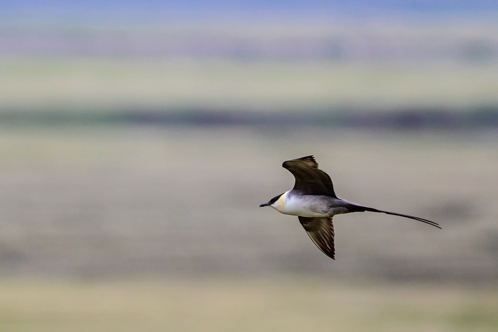 Kleinste Jager (Stercorarius longicaudus) - Long-tailed jaeger in Aulavik 07