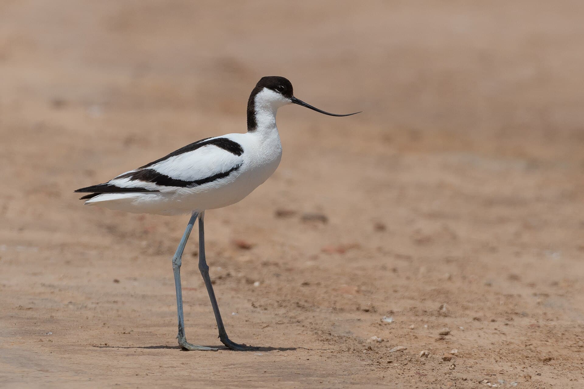 Kluut (Recurvirostra avosetta) - Avocette élégante Thyna019