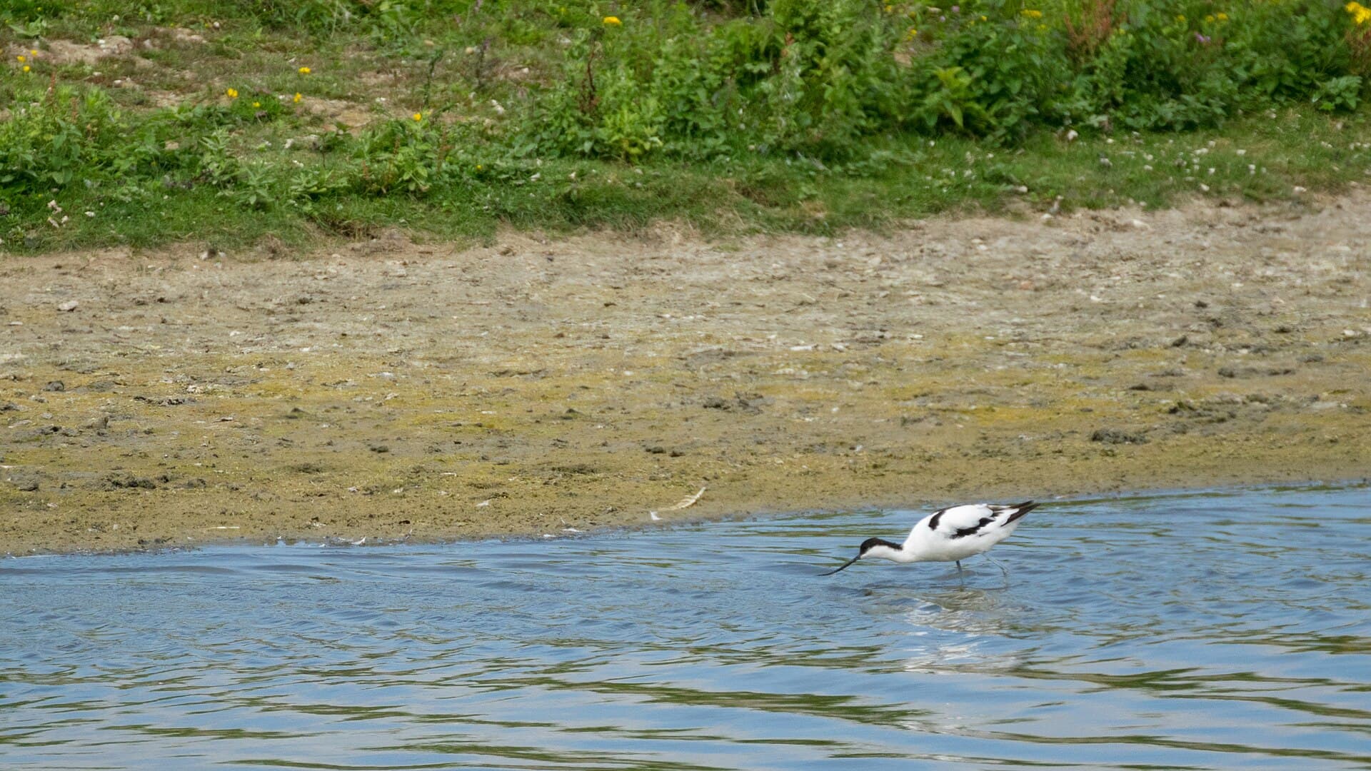 Kluut (Recurvirostra avosetta) - 2017-07 Réserve naturelle nationale de la baie de Somme - pied avocet 03
