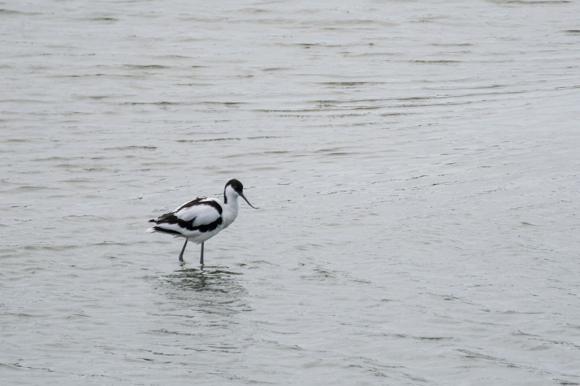 Kluut (Recurvirostra avosetta) - 2017-07 Réserve naturelle nationale de la baie de Somme - pied avocet 01
