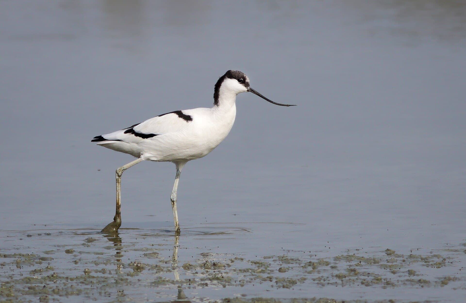 Kluut (Recurvirostra avosetta) - Pied Avocet chittagong