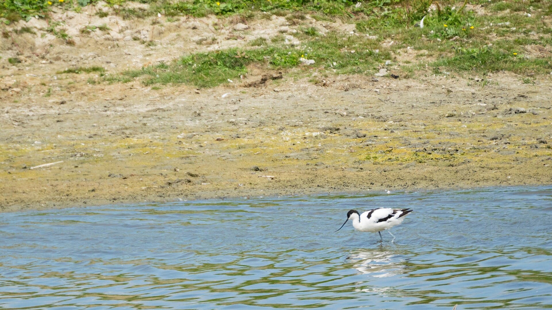 Kluut (Recurvirostra avosetta) - 2017-07 Réserve naturelle nationale de la baie de Somme - pied avocet 04