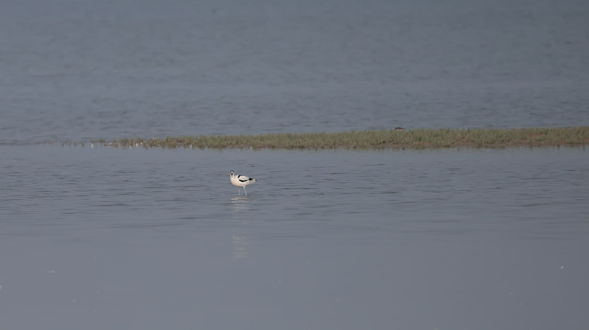 Kluut (Recurvirostra avosetta) - Pied Avocet from Little Rann of Kutch, Gujarat 05