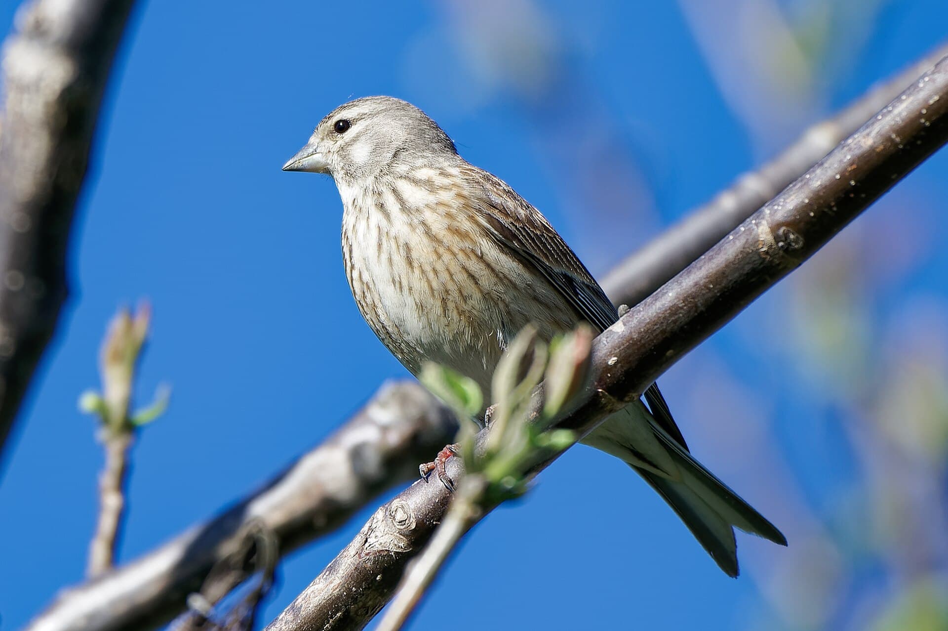 Kneu (Linaria cannabina) - Common linnet, female, Rżuchów, Świętokrzyskie, Poland, 20250420 0913 3970