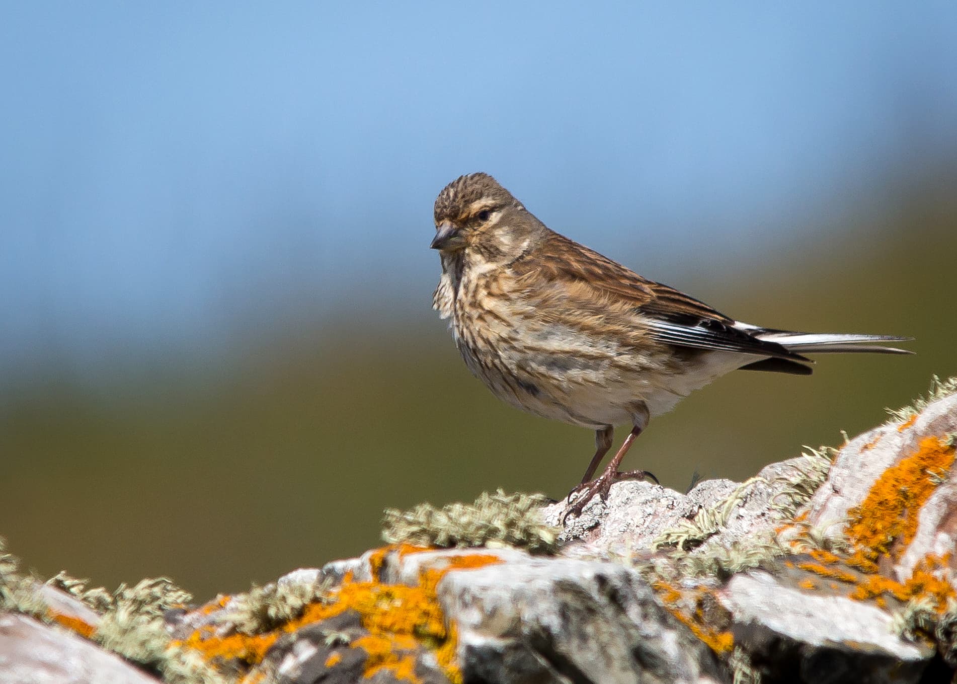 Kneu (Linaria cannabina) - Female-linnet