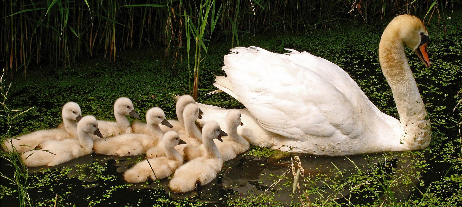 Knobbelzwaan (Cygnus olor) - Swan with nine cygnets 3