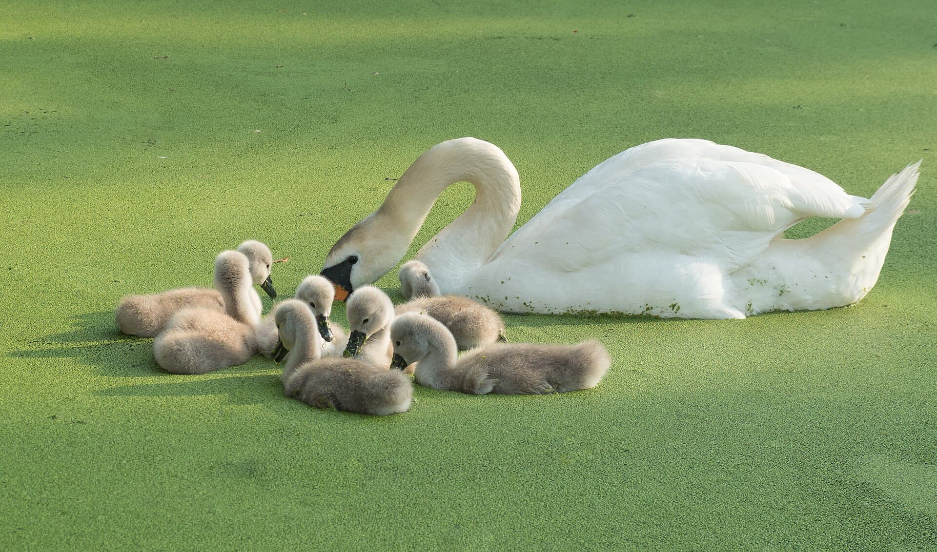 Knobbelzwaan (Cygnus olor) - Mute swan cygnets learning in Prospect Park (80222)