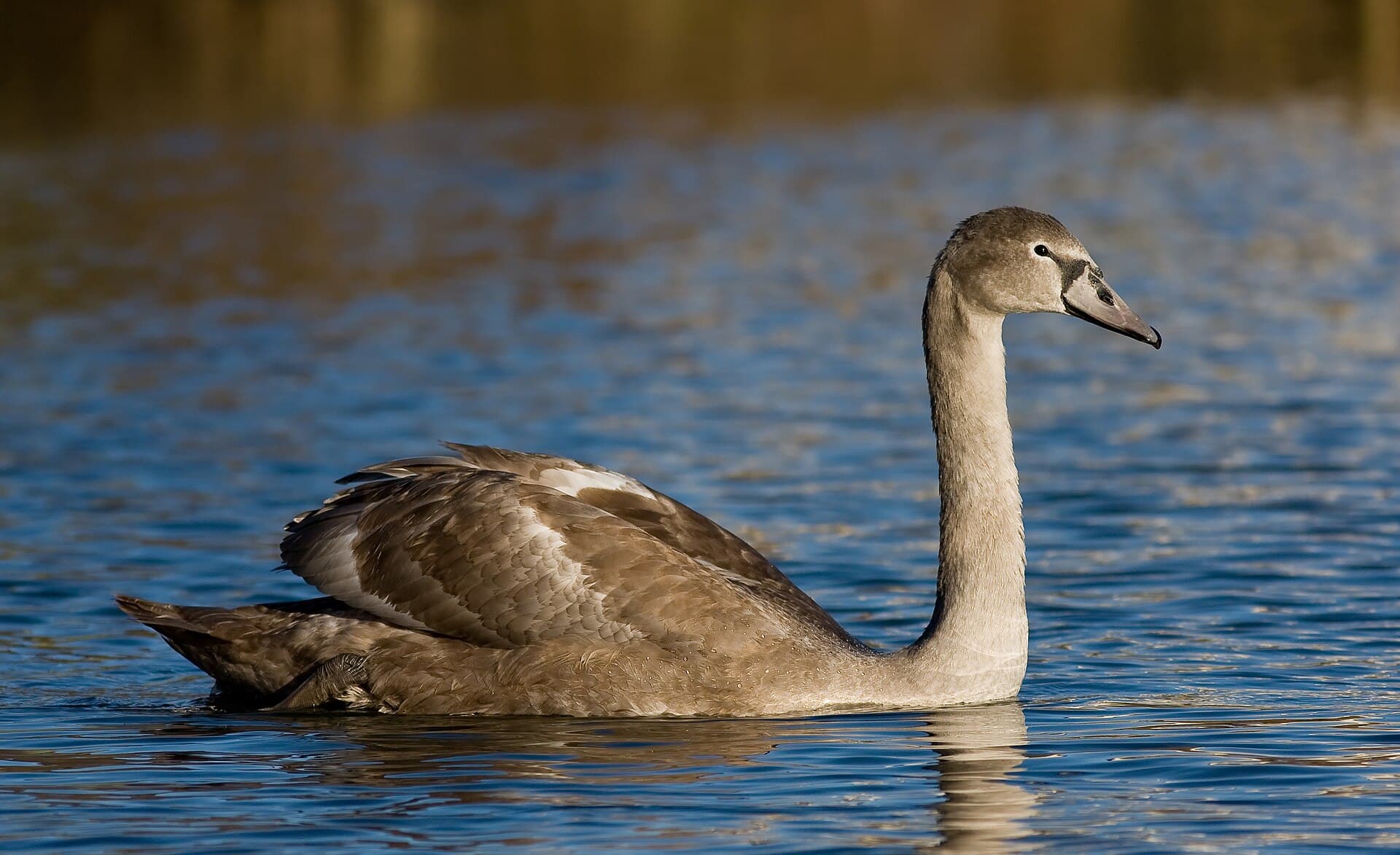 Knobbelzwaan (Cygnus olor) - CygnusOlorJuvenile