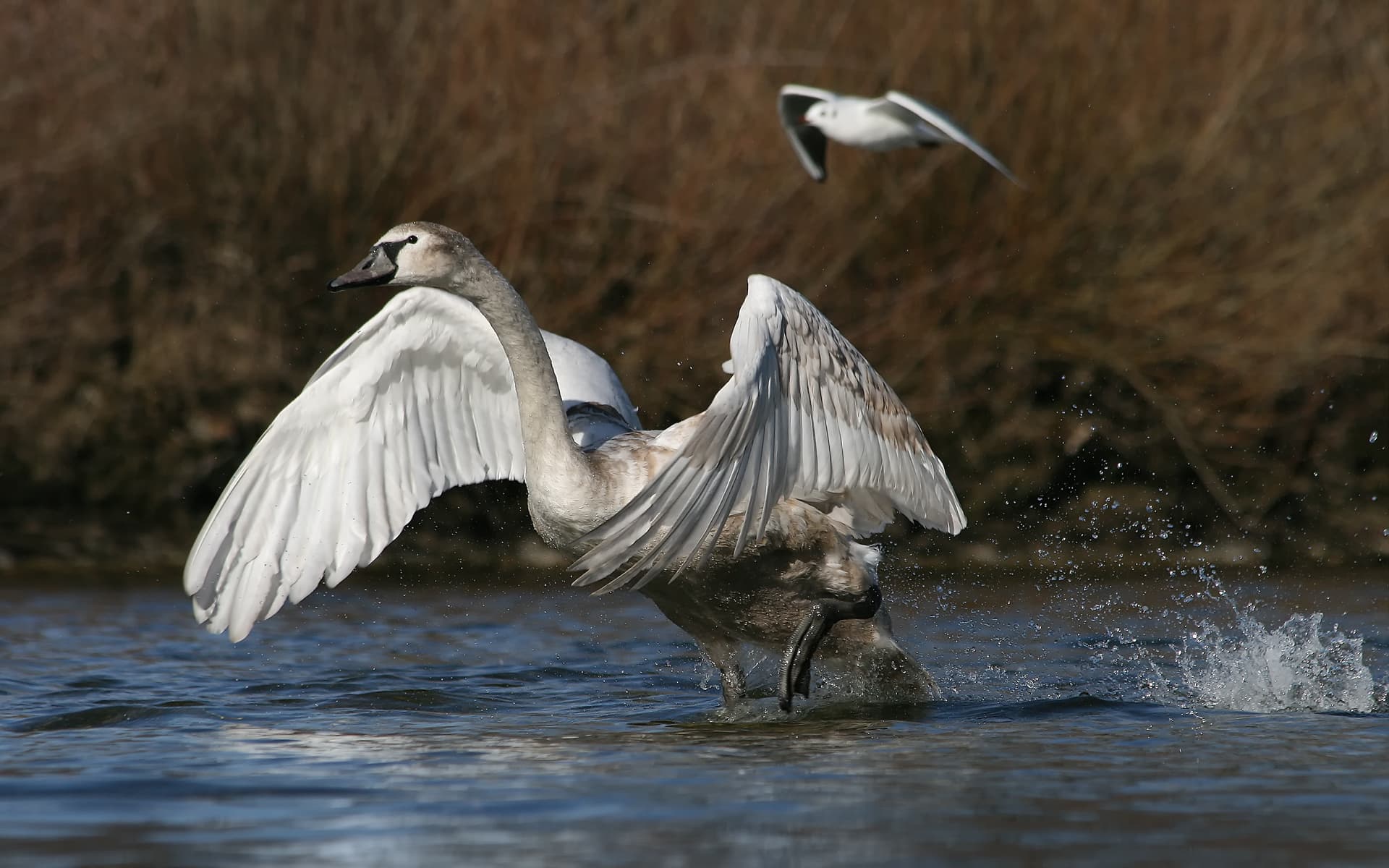 Knobbelzwaan (Cygnus olor) - Höckerschwan Cygnus olor 7b Richard Bartz