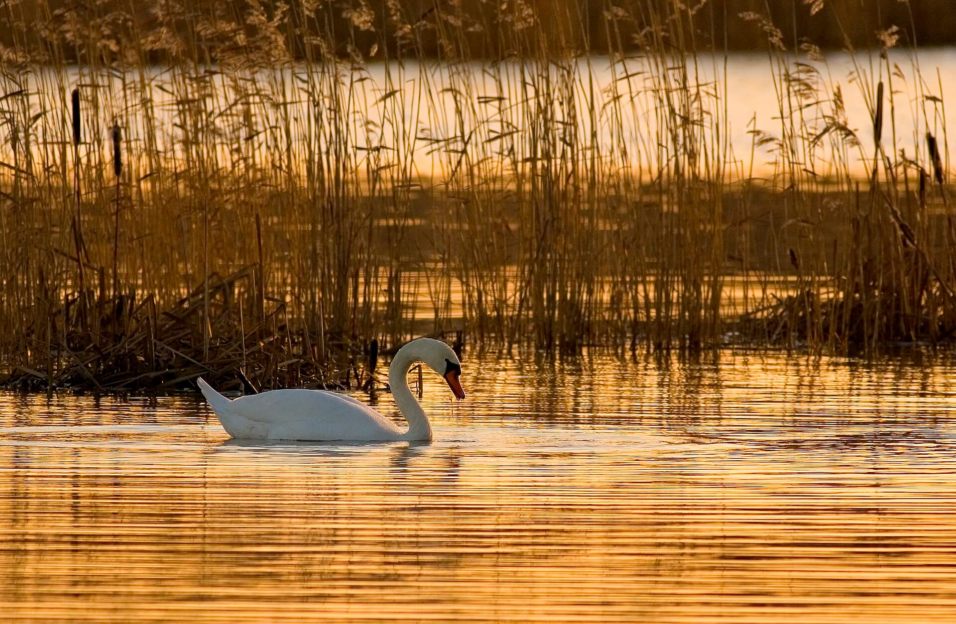 Knobbelzwaan (Cygnus olor) - CygnusOlorNaturalHabitatMorning