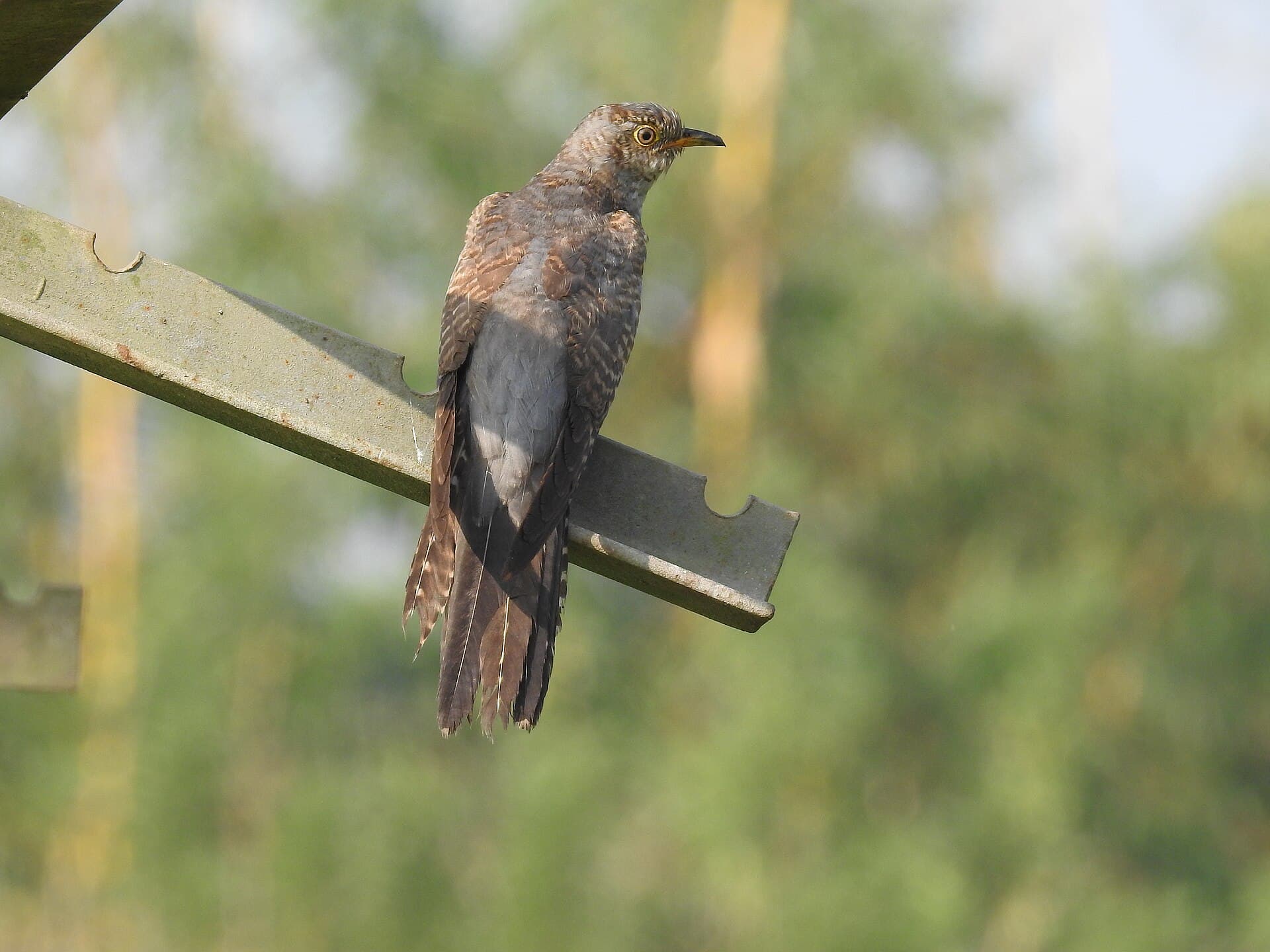 Koekoek (Cuculus canorus) - Common cuckoo-kannur@kattampally., - 5