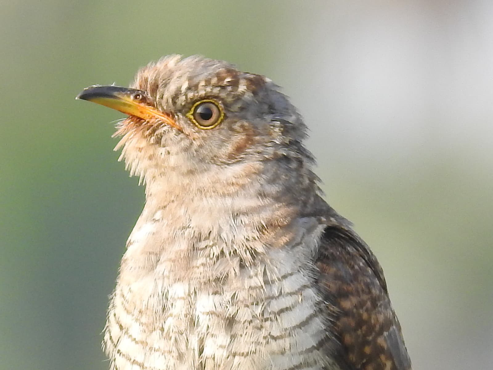 Koekoek (Cuculus canorus) - Common cuckoo-kannur@kattampally., - 13