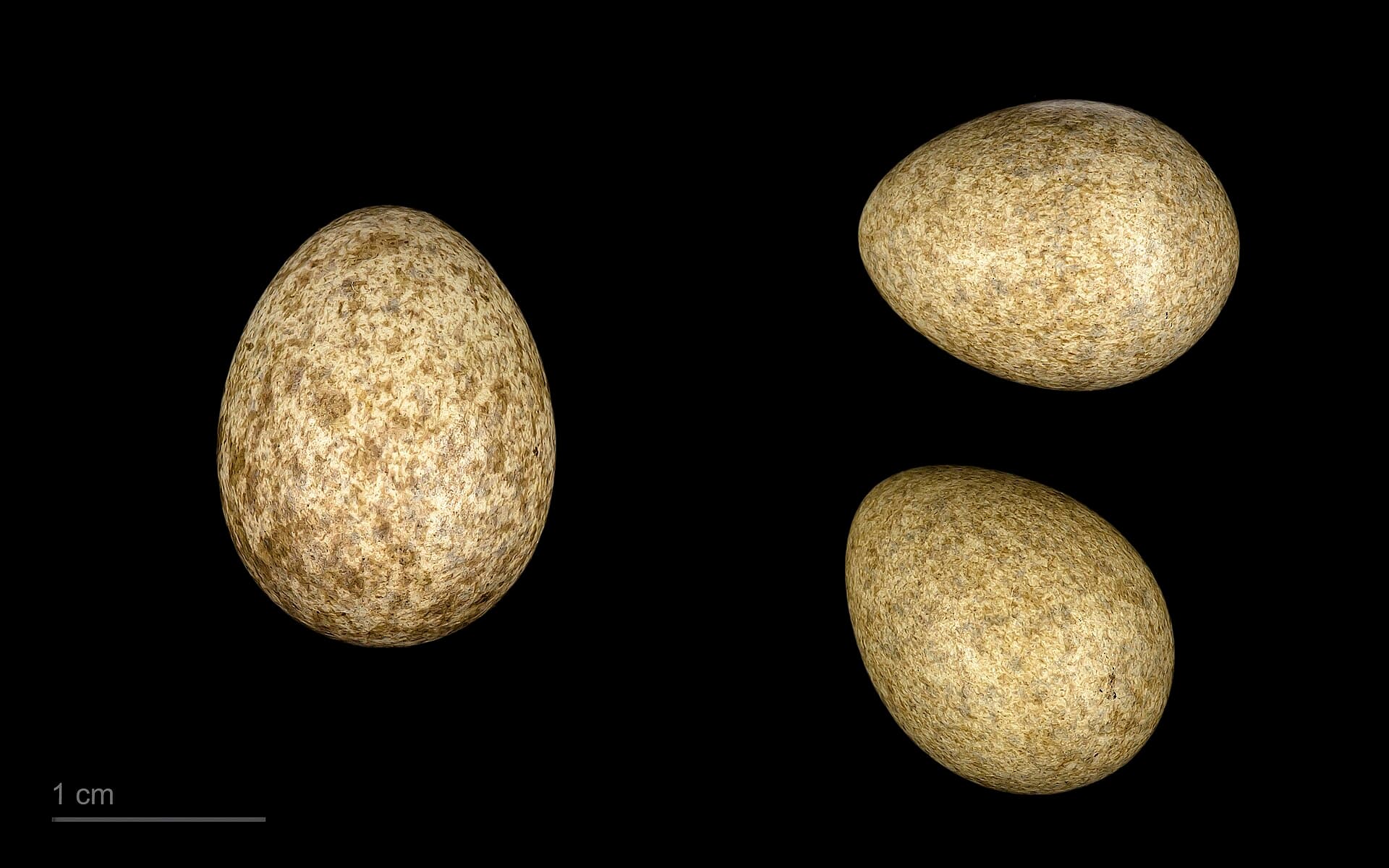 Koekoek (Cuculus canorus) - Cuculus canorus canorus MHNT.ZOO.2010.11.150.36