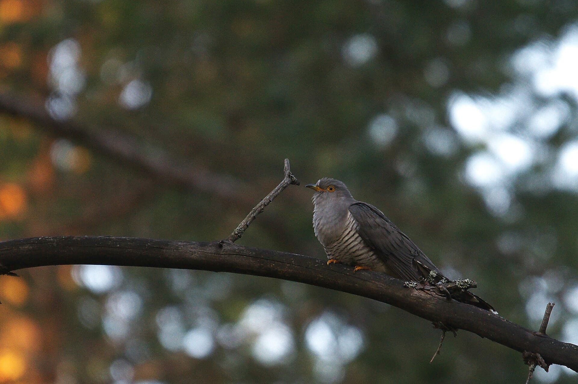 Koekoek (Cuculus canorus) - Common cuckoo in Lahti Finland