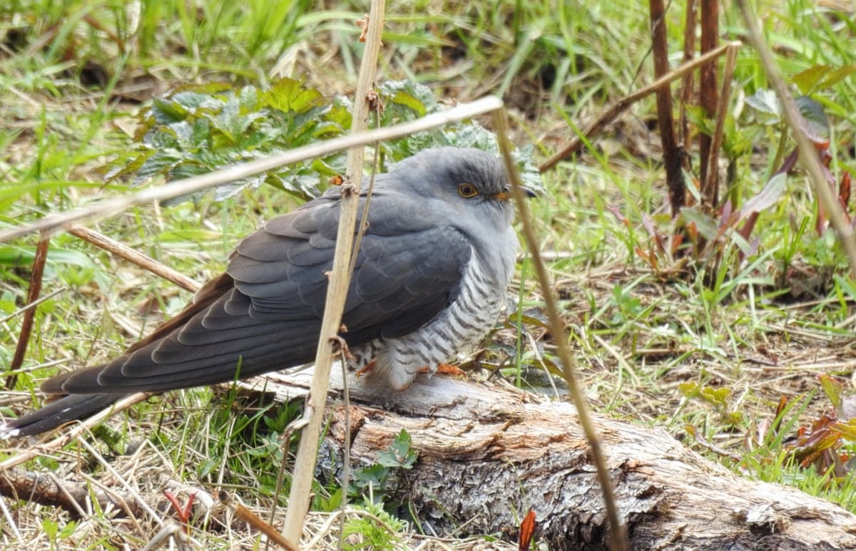 Koekoek (Cuculus canorus) - Gök Common Cuckoo (20163865269)