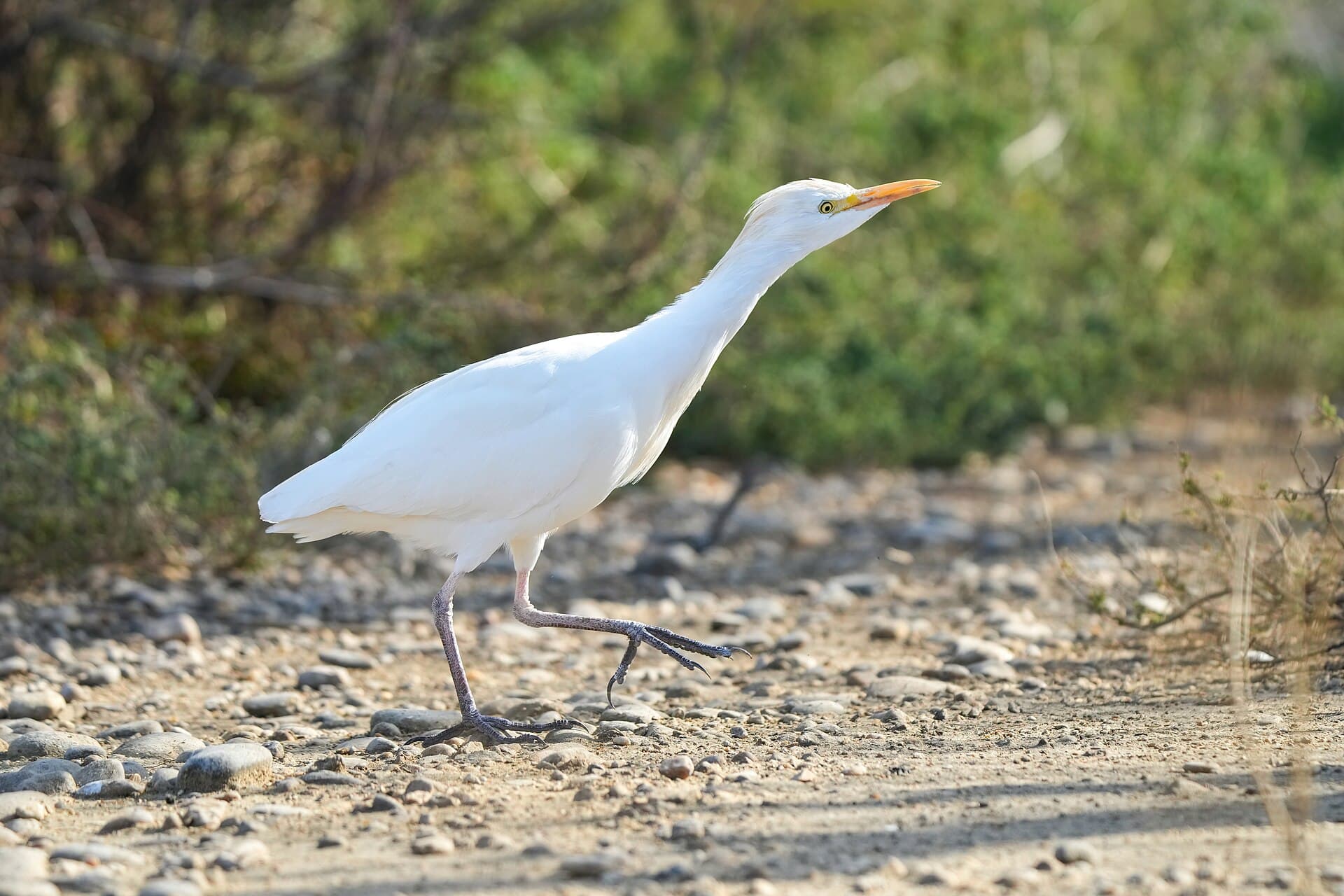 Koereiger (Bubulcus ibis) - 029 Western cattle egret in the Camargue Photo by Giles Laurent