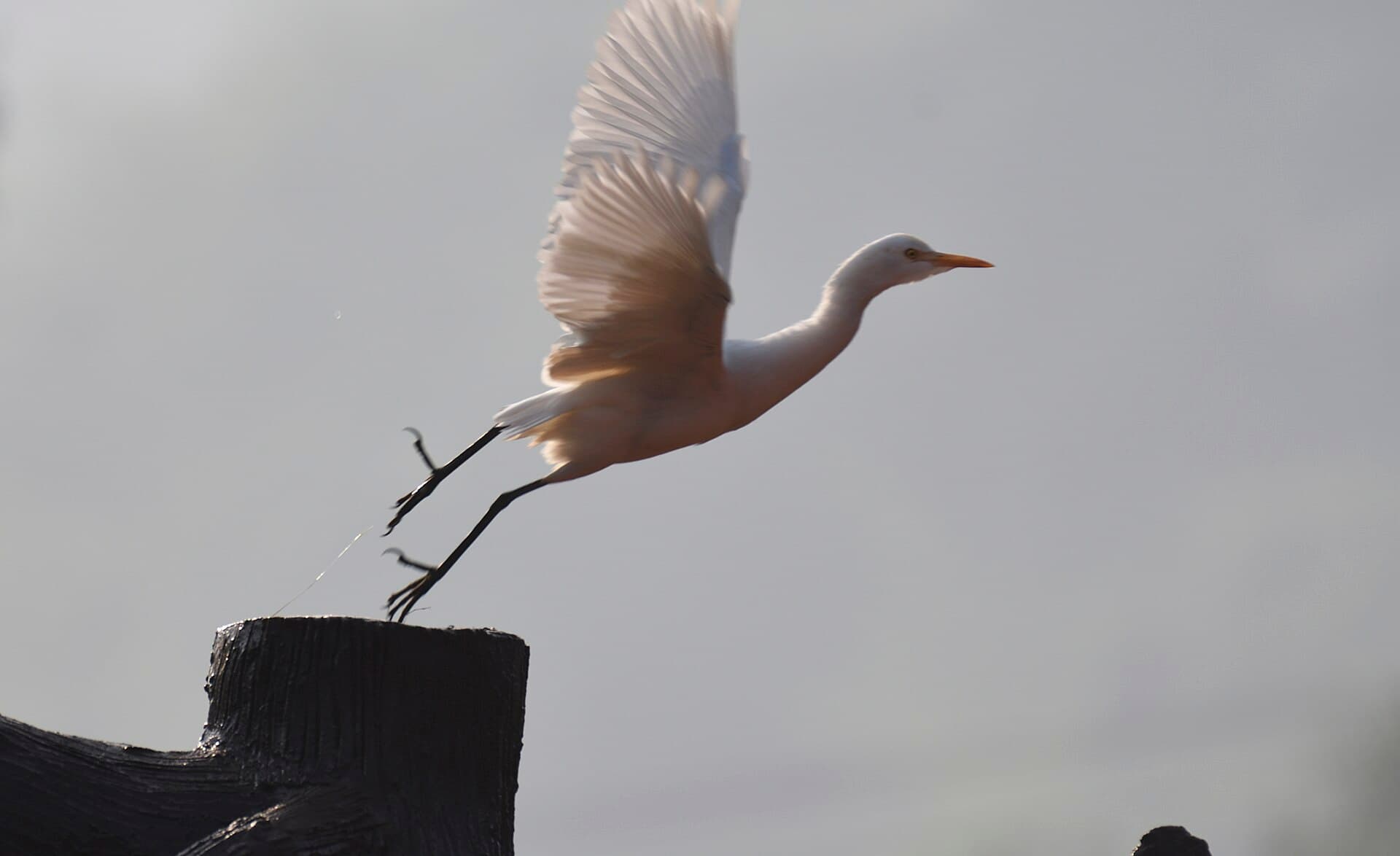 Koereiger (Bubulcus ibis) - Cattle Egret at Vizag