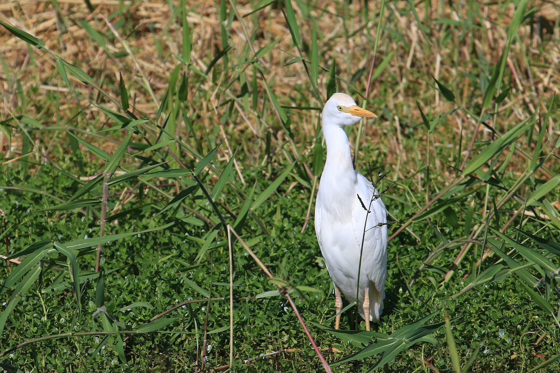 Koereiger (Bubulcus ibis) - Cattle Egret Bubulcus ibis Kauai 2574