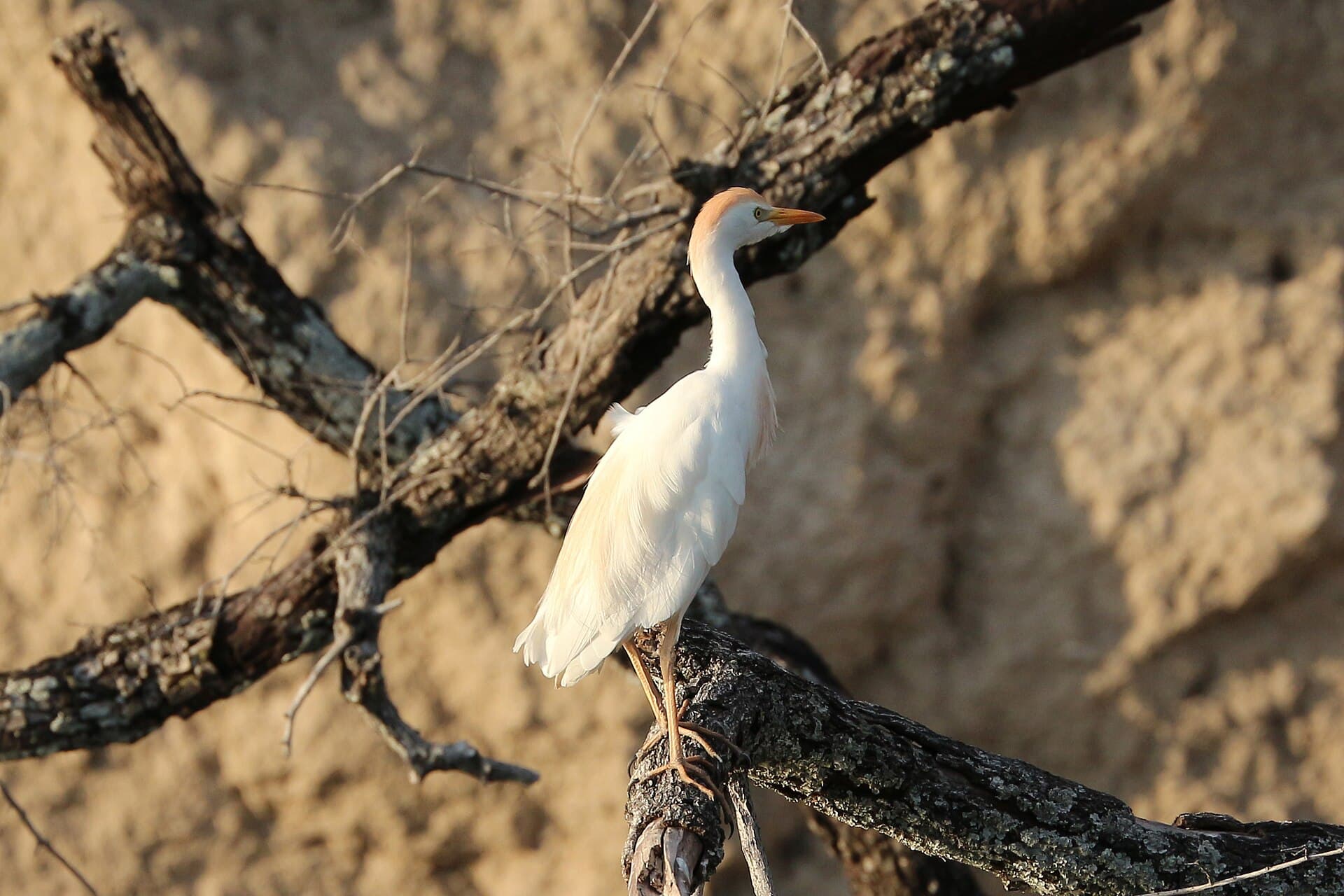 Koereiger (Bubulcus ibis) - Cattle egret, Zimbabwe